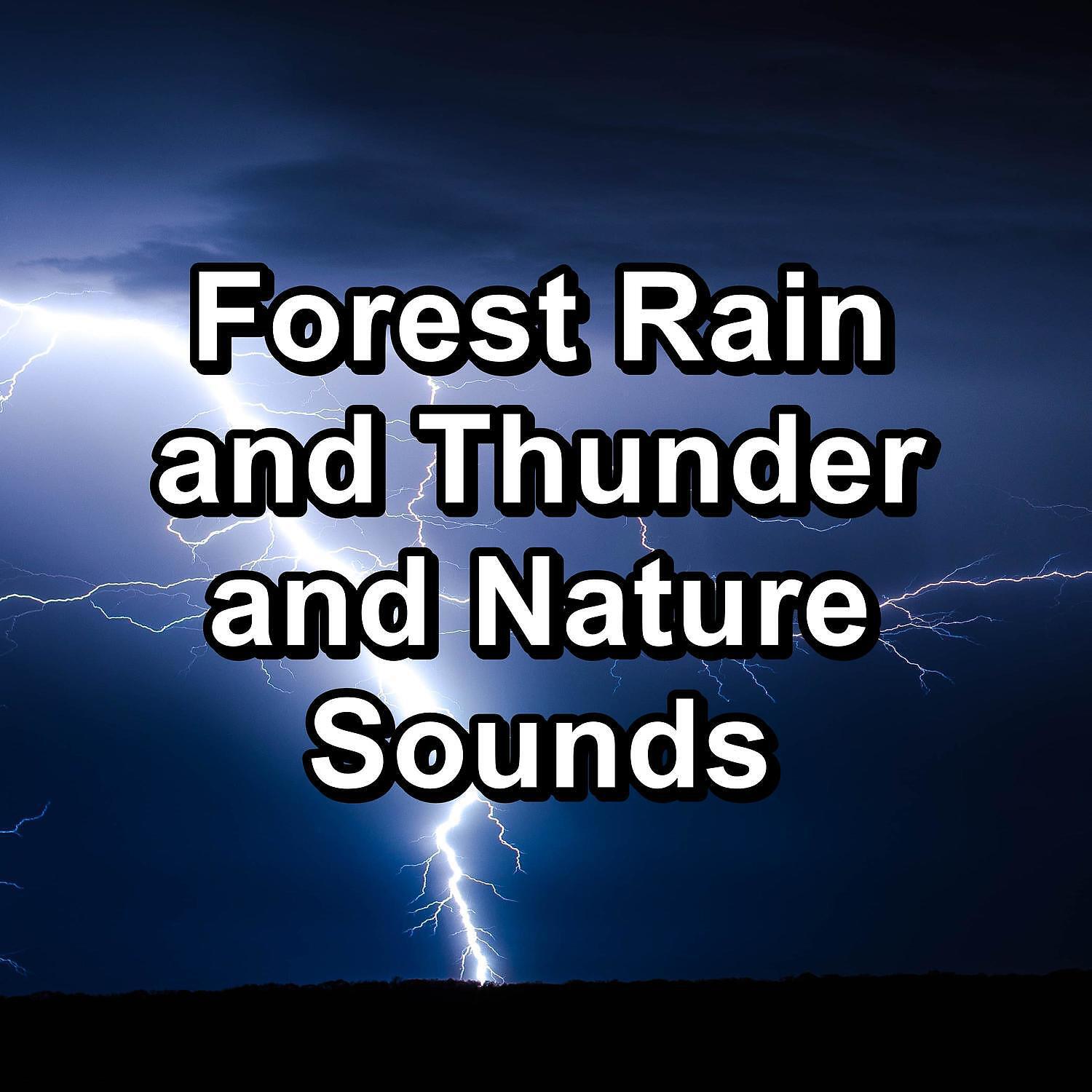 Релиз Forest Rain and Thunder and Nature Sounds