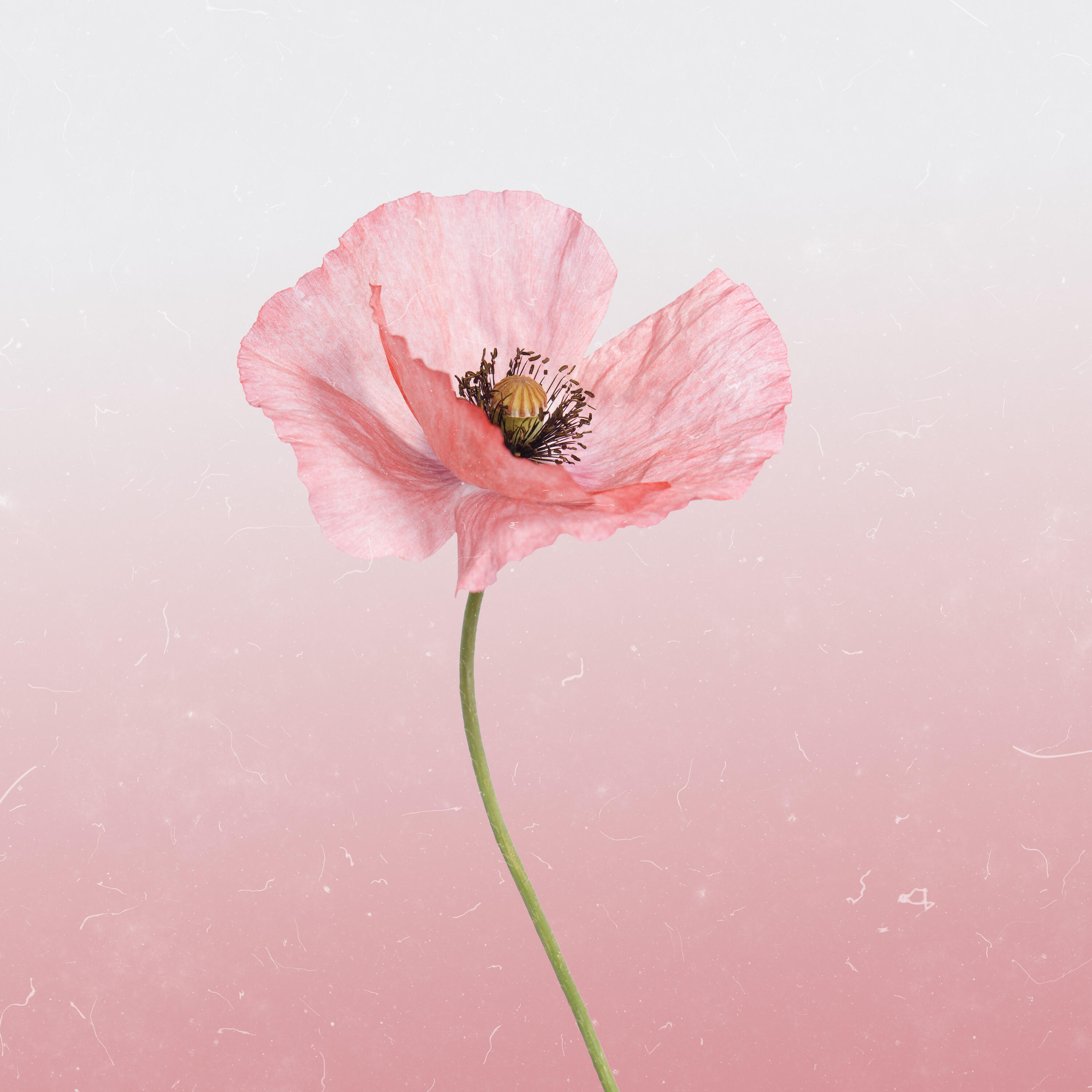 Релиз Pink Poppy