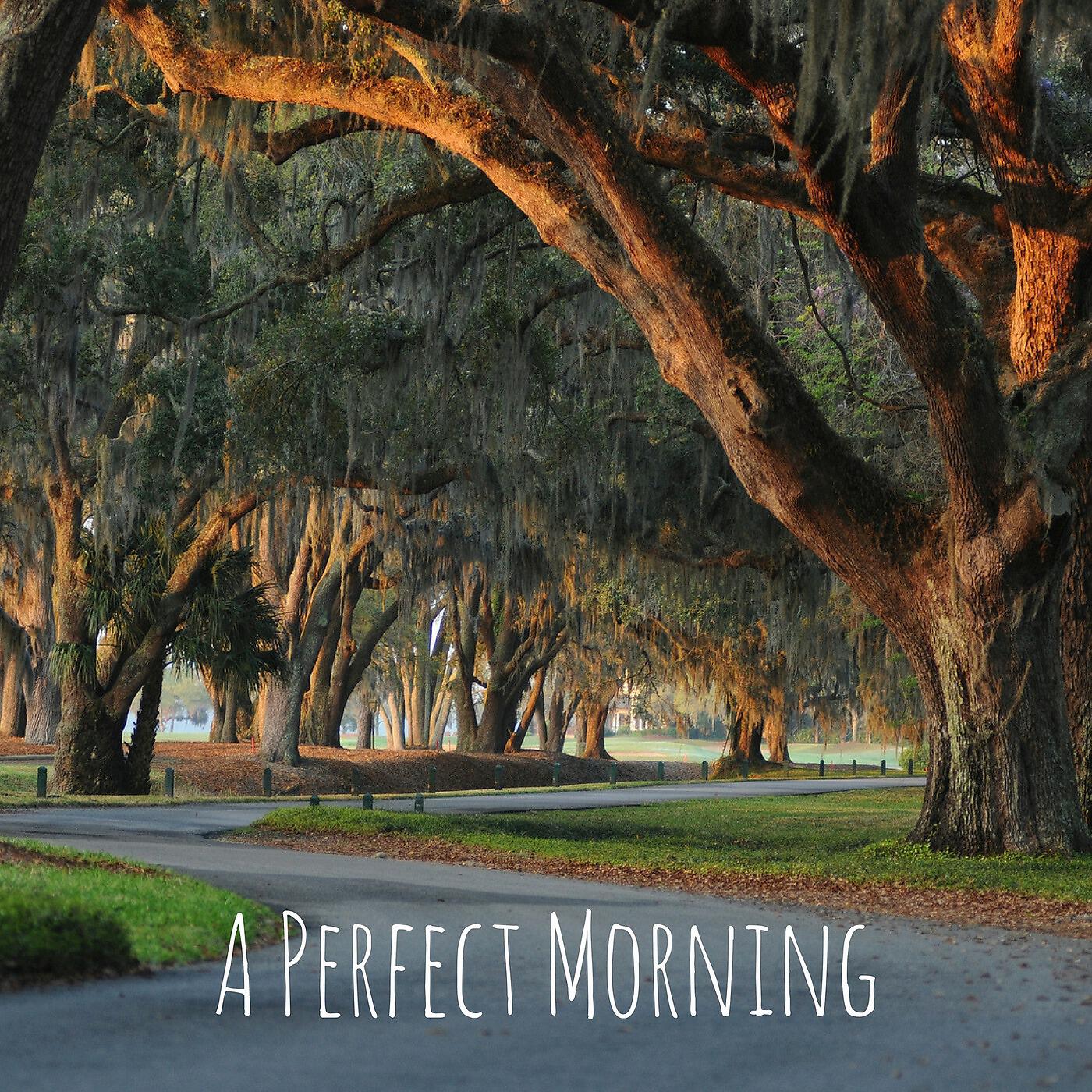 Релиз A Perfect Morning