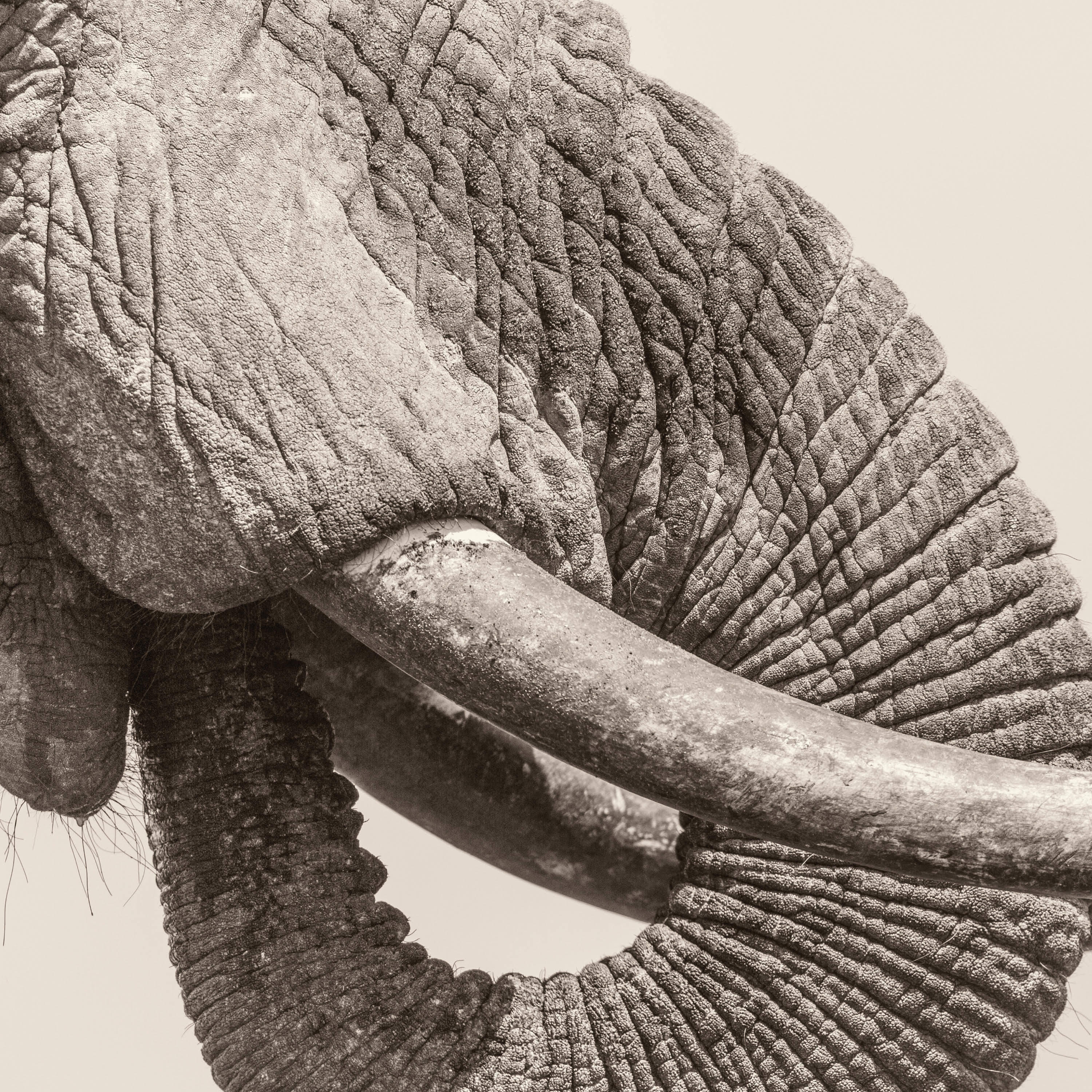 Релиз World Elephant Day