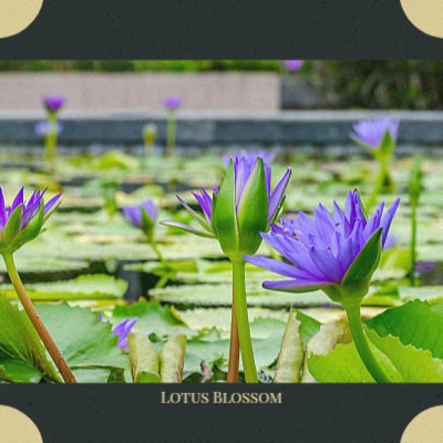 Релиз Lotus Blossom