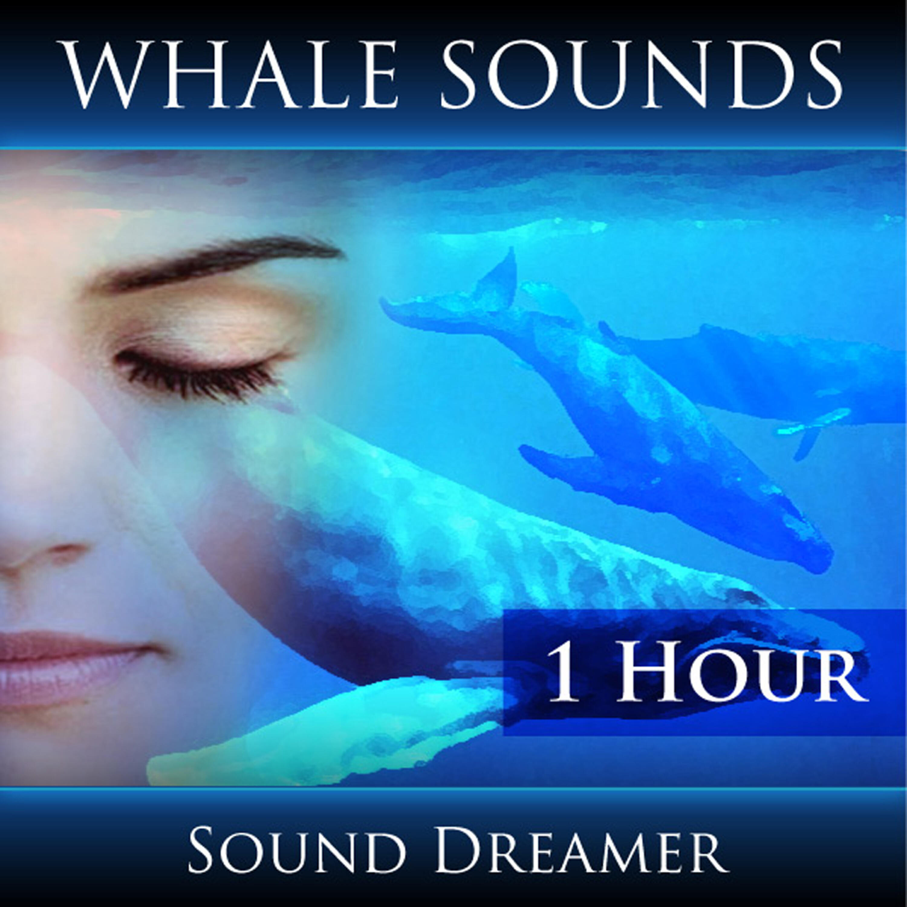 Релиз Whale Sounds - 1 Hour