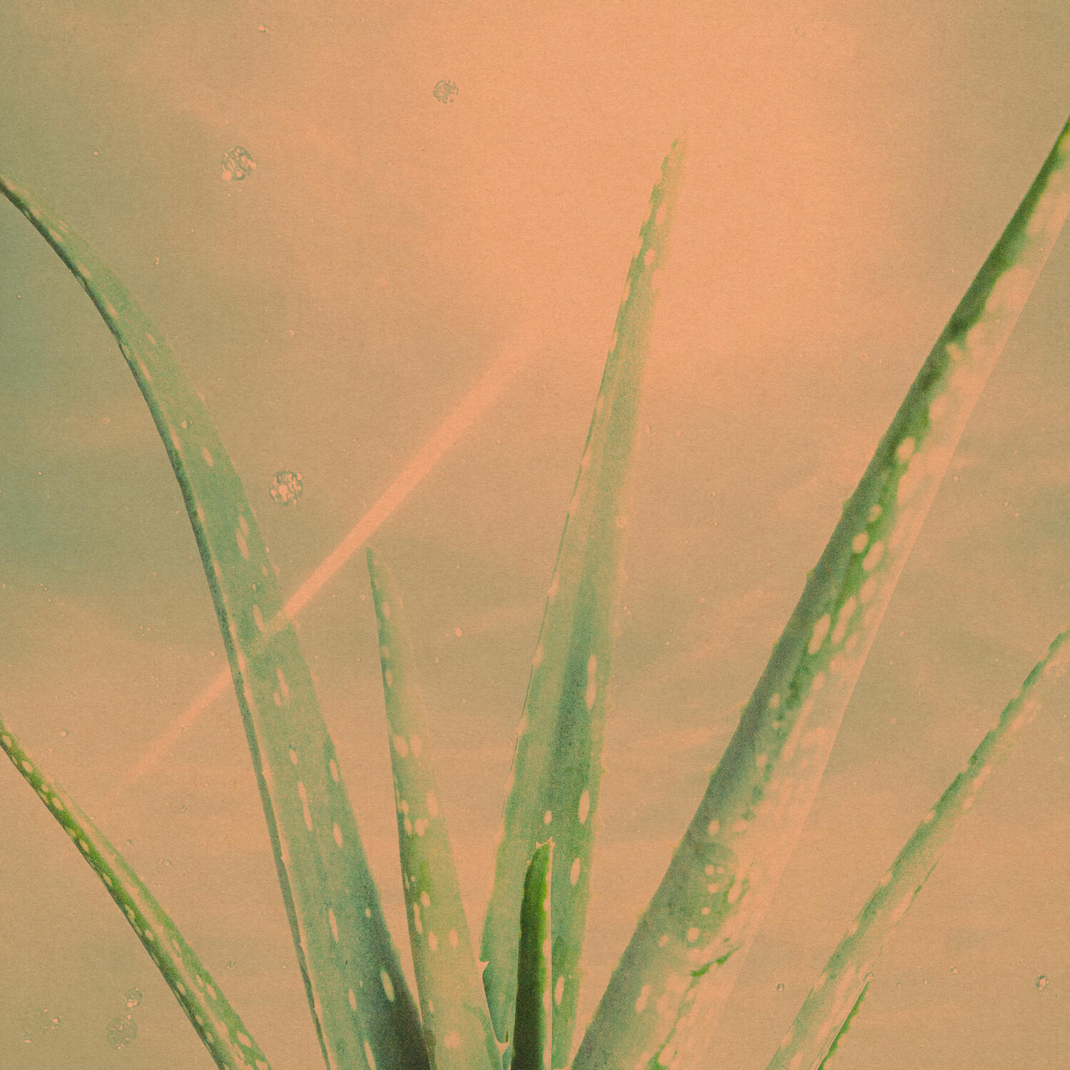 Релиз Aloe Vera (Clear My Mind)