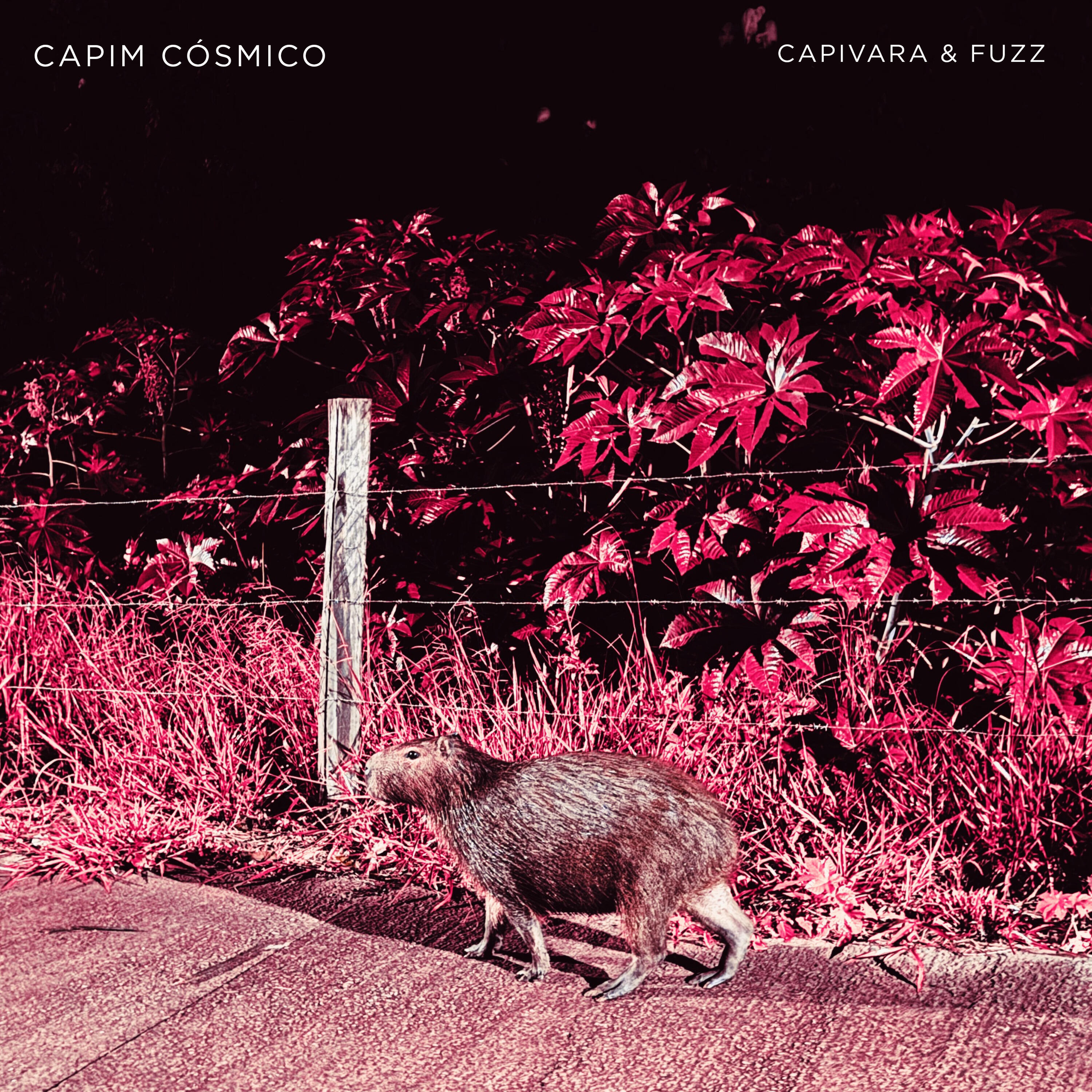 Capim Cósmico