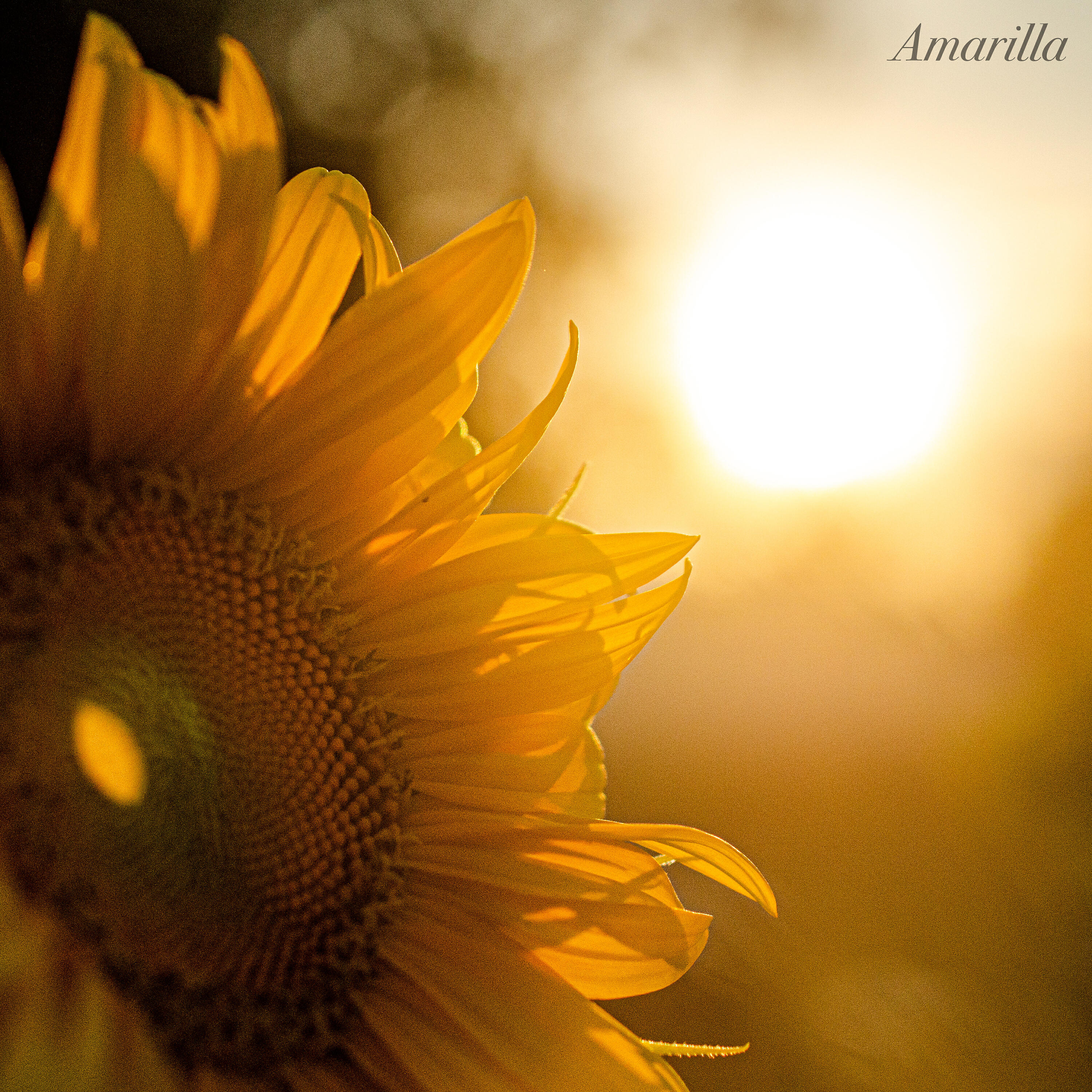 Релиз Amarilla