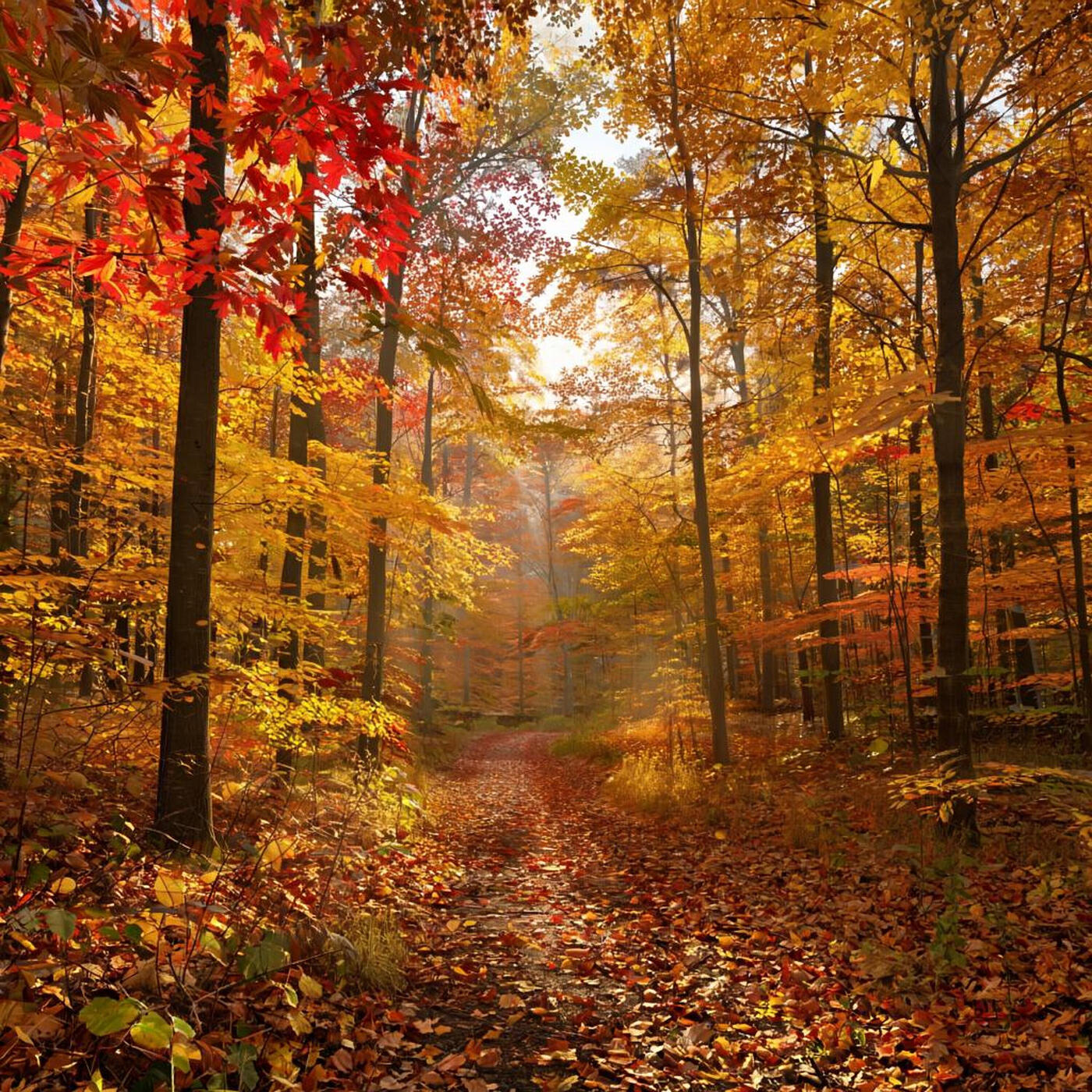 Релиз Autumn