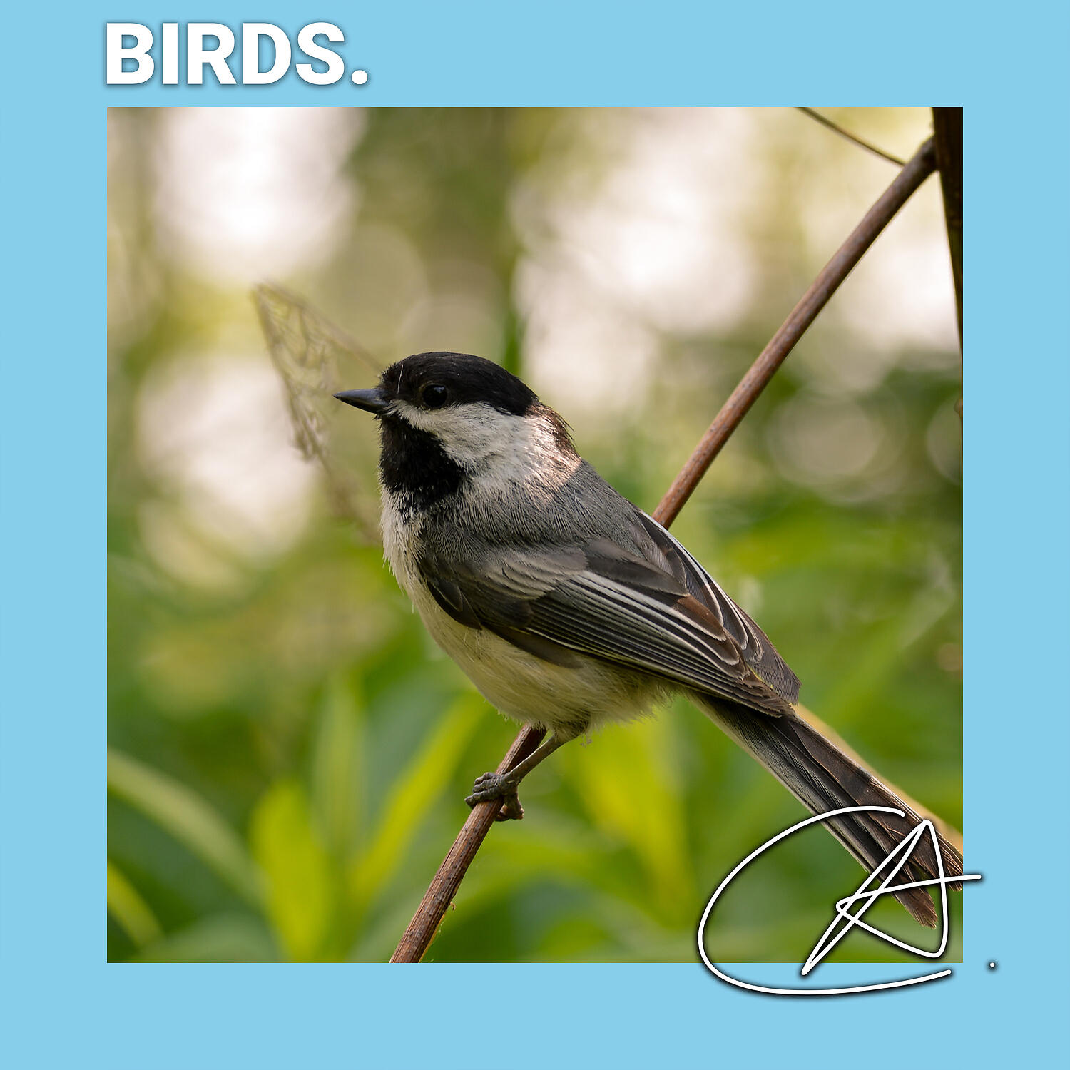 Релиз Singing Birds in Nature