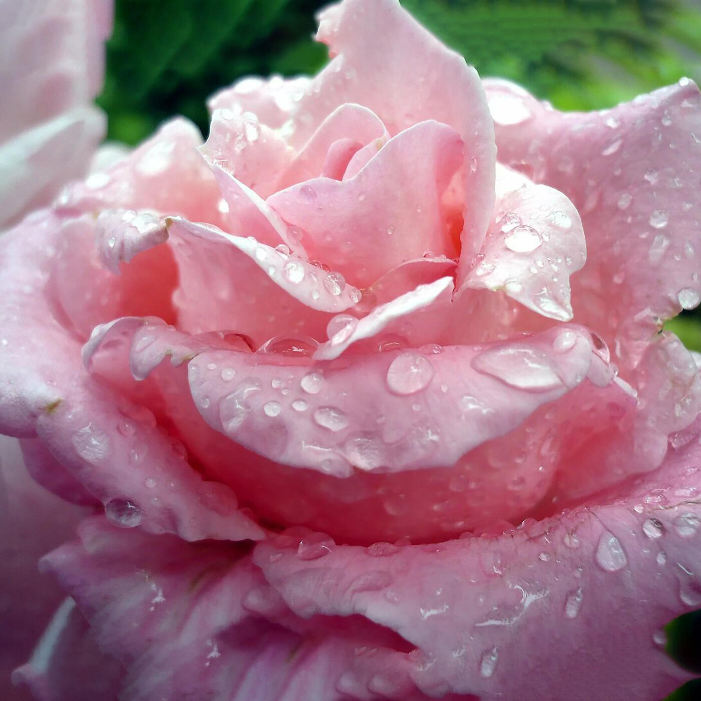 Br. Shrai