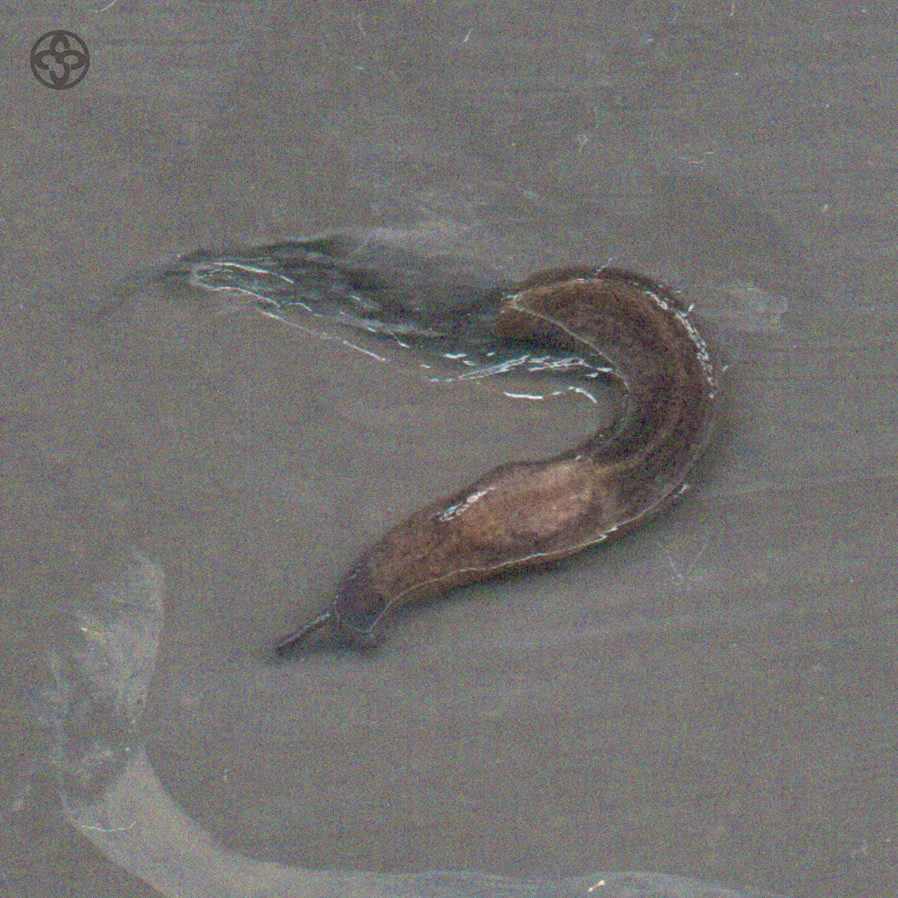 moldslug