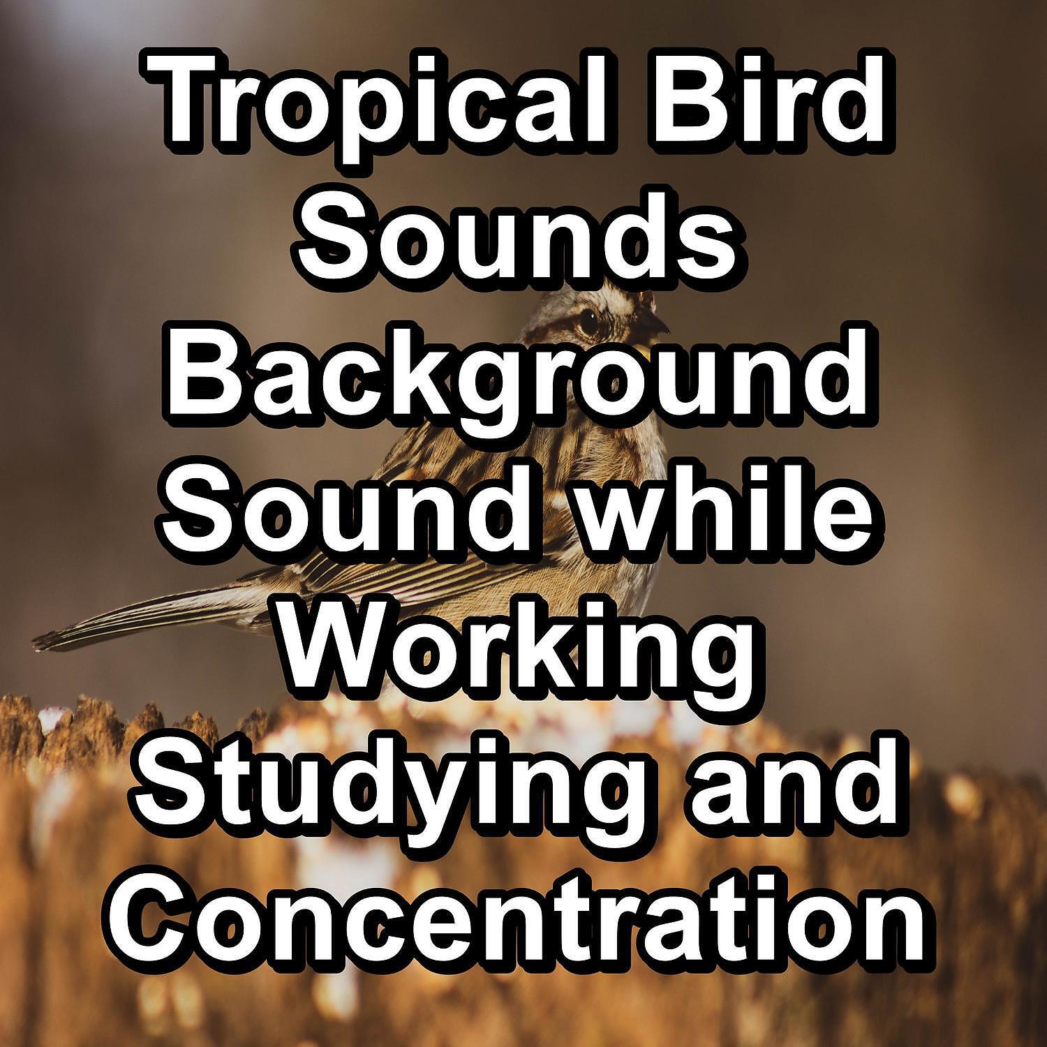 Релиз Tropical Bird Sounds Background Sound while Working Studying and Concentration