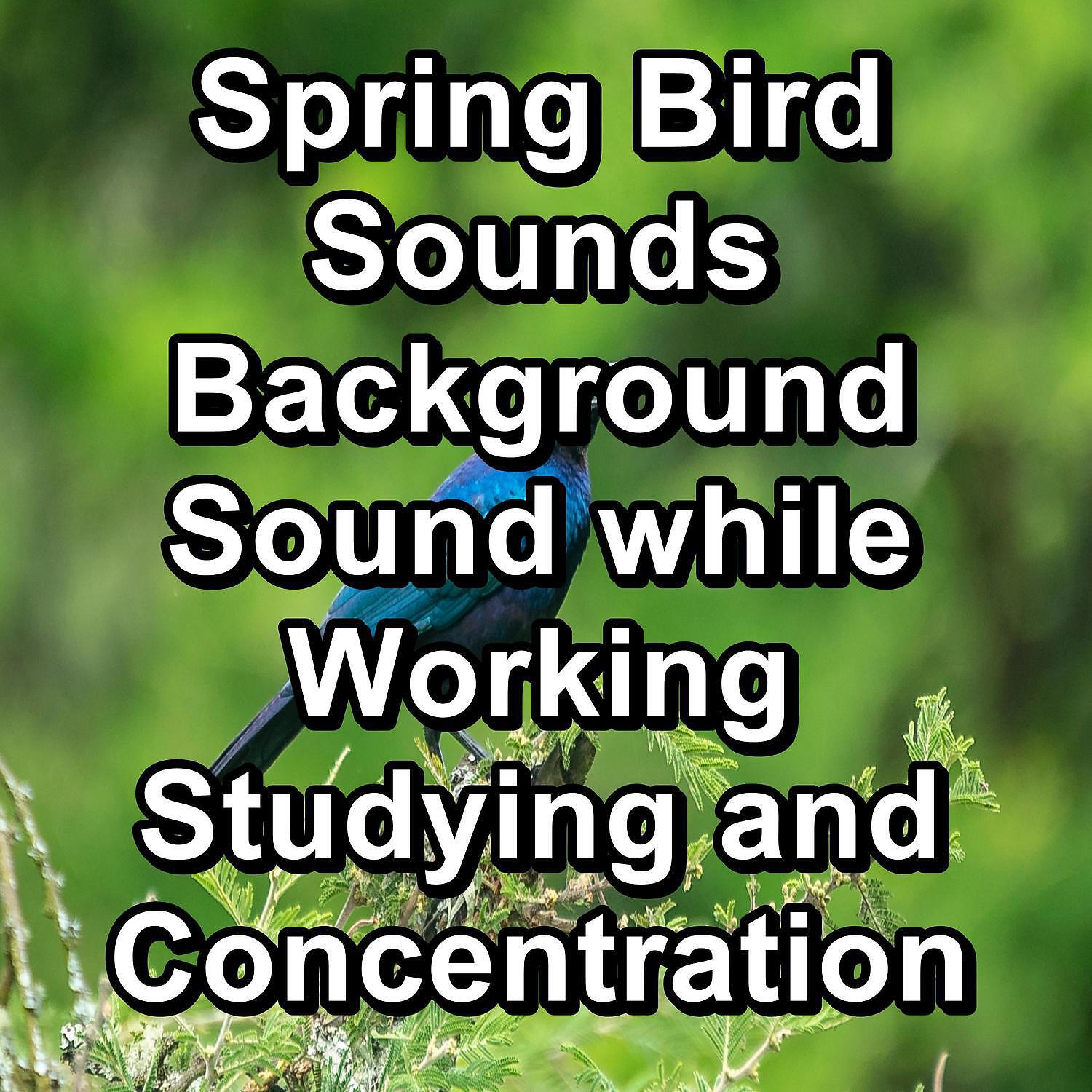 Релиз Spring Bird Sounds Background Sound while Working Studying and Concentration