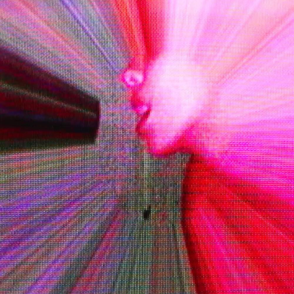 Релиз Pomme
