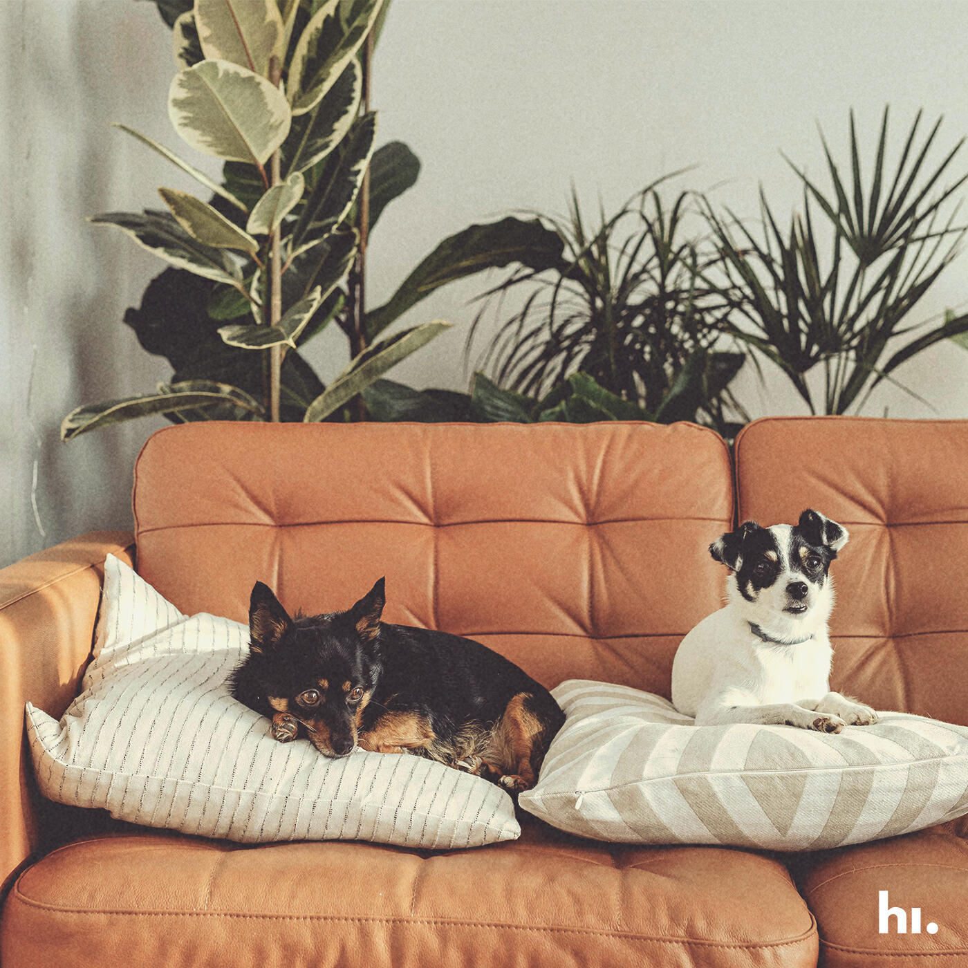 Релиз Lazy Days
