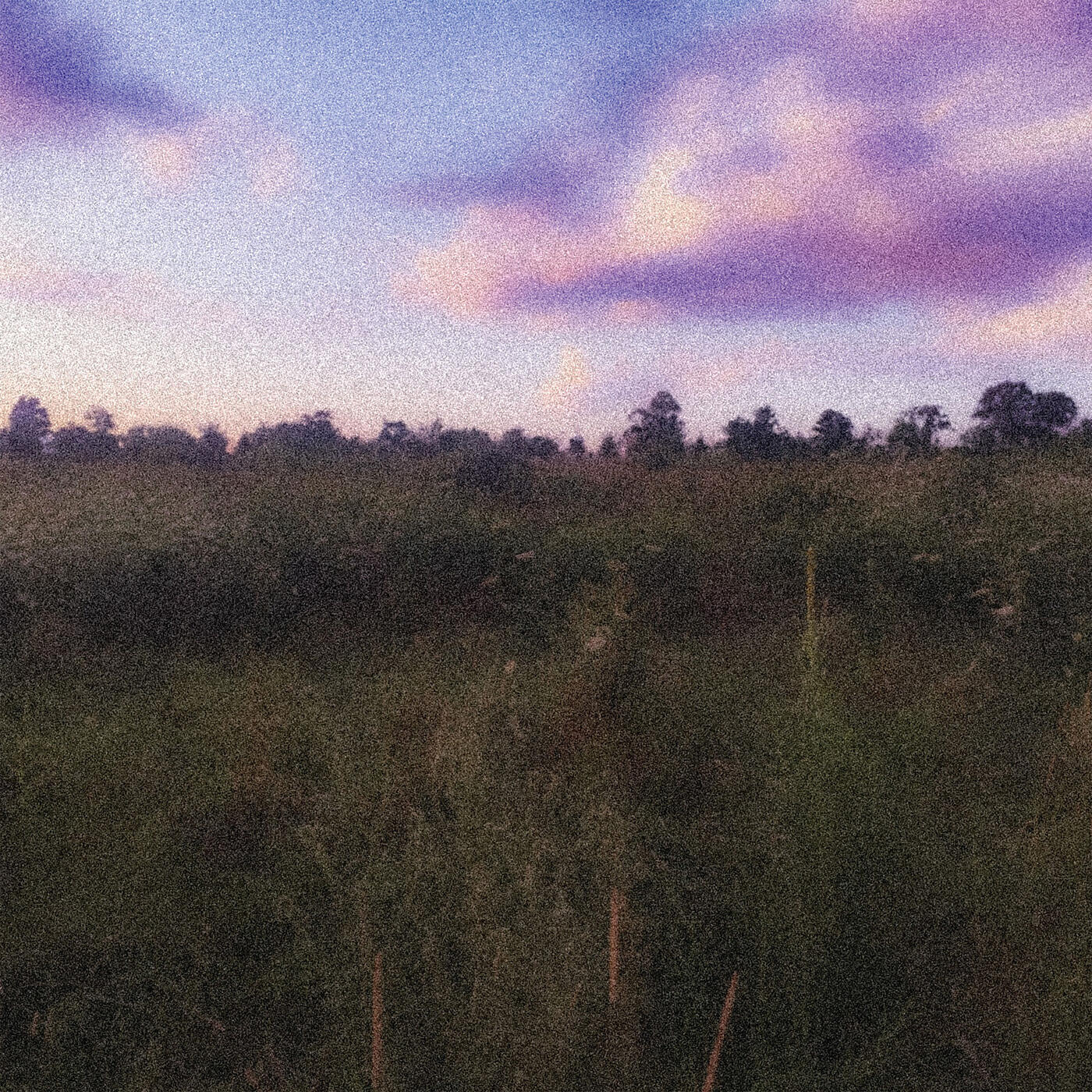 Релиз Friendship Fields