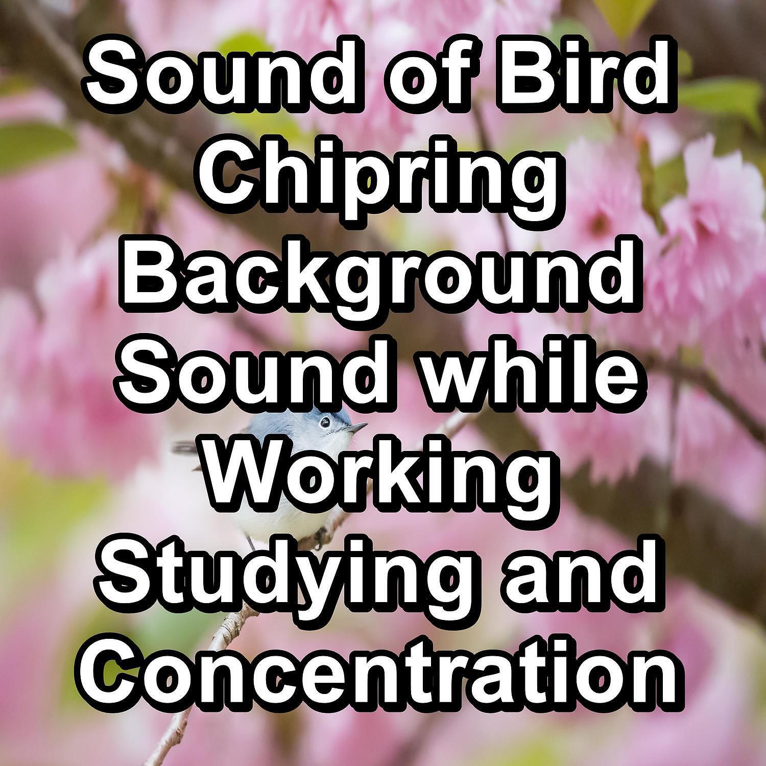 Релиз Sound of Bird Chipring Background Sound while Working Studying and Concentration