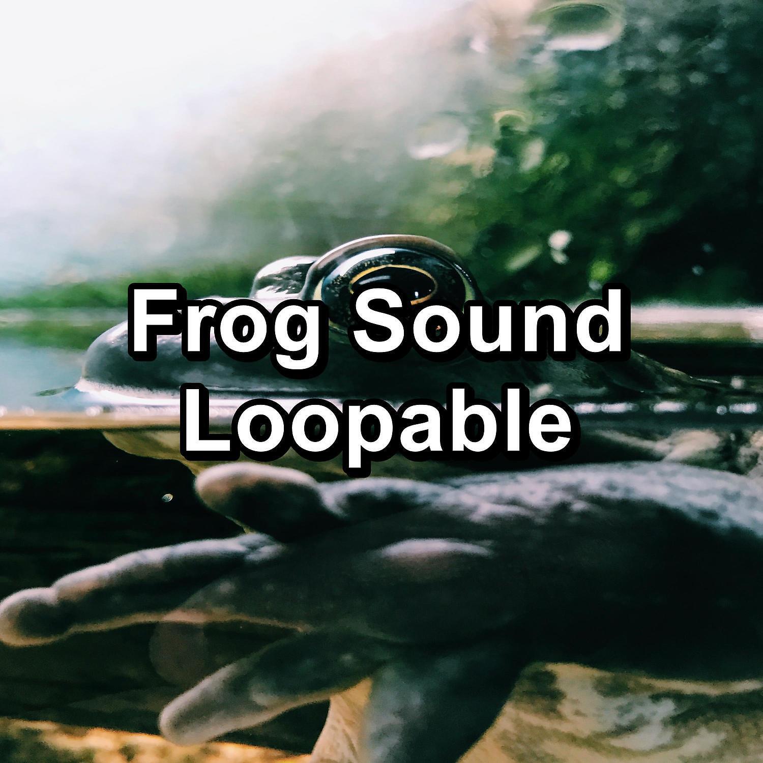 Релиз Frog Sound Loopable