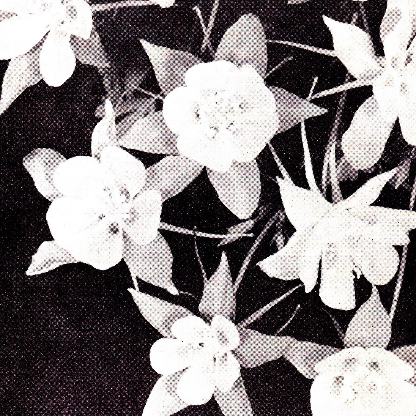 Релиз Lately / Lately Dub