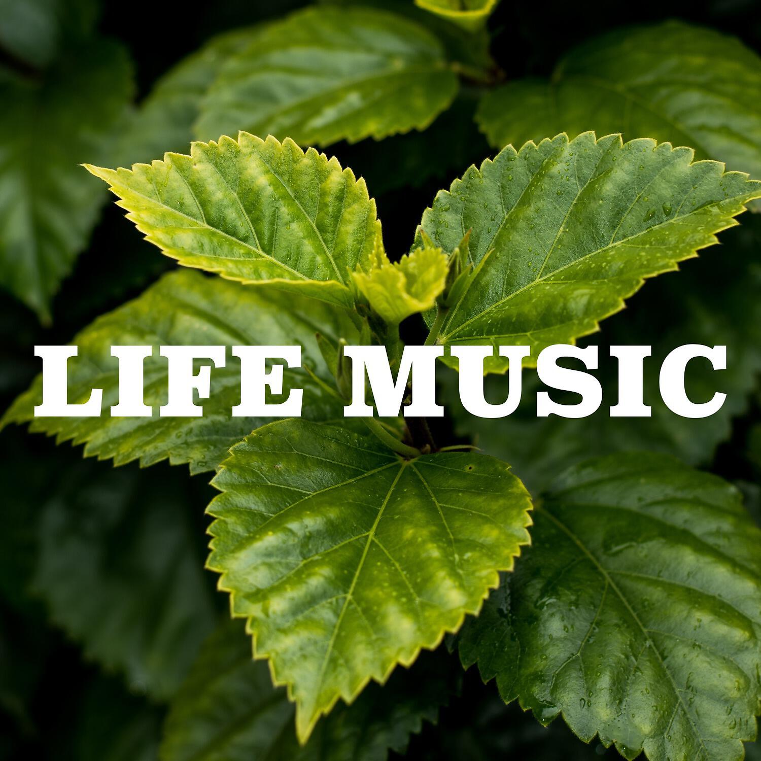 Релиз Life Music