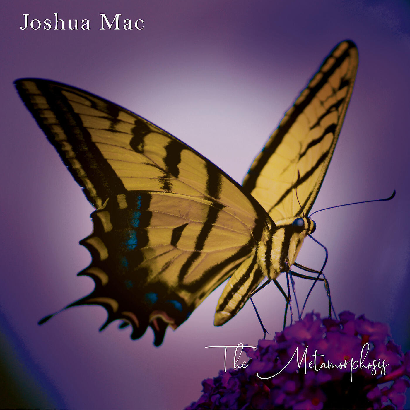 Релиз The Metamorphosis