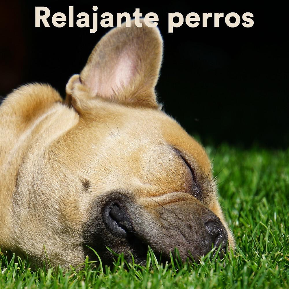 Релиз Relajante Perros