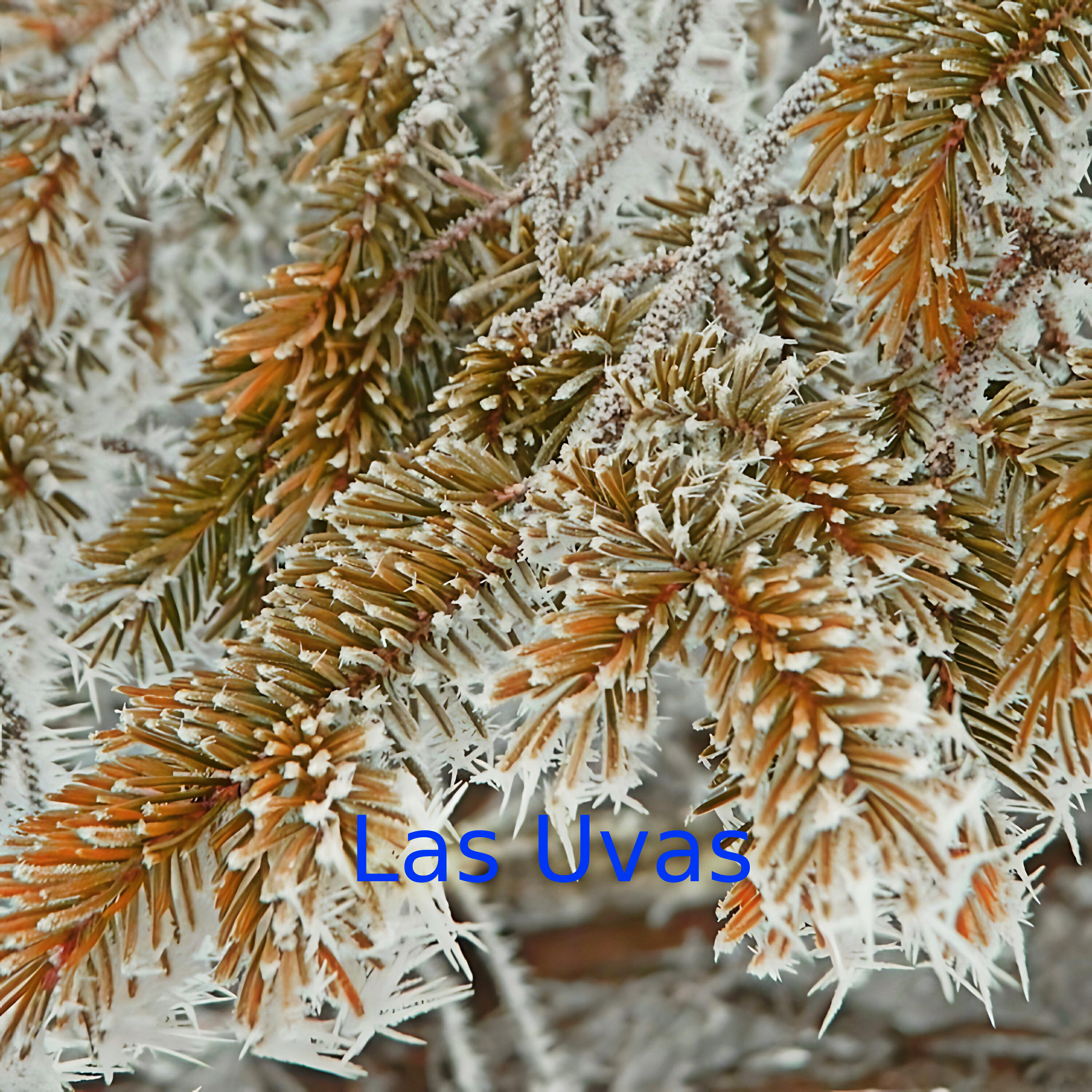Релиз Las Uvas