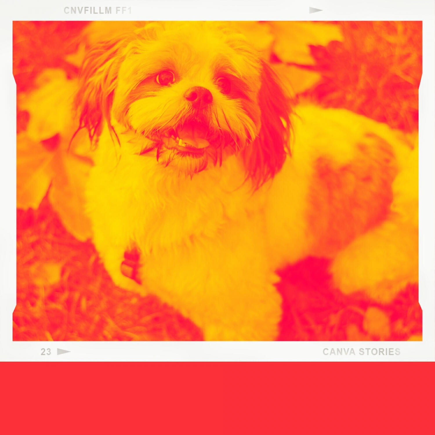 Релиз Acoustic Guitar Solo (Music for Dog Training)