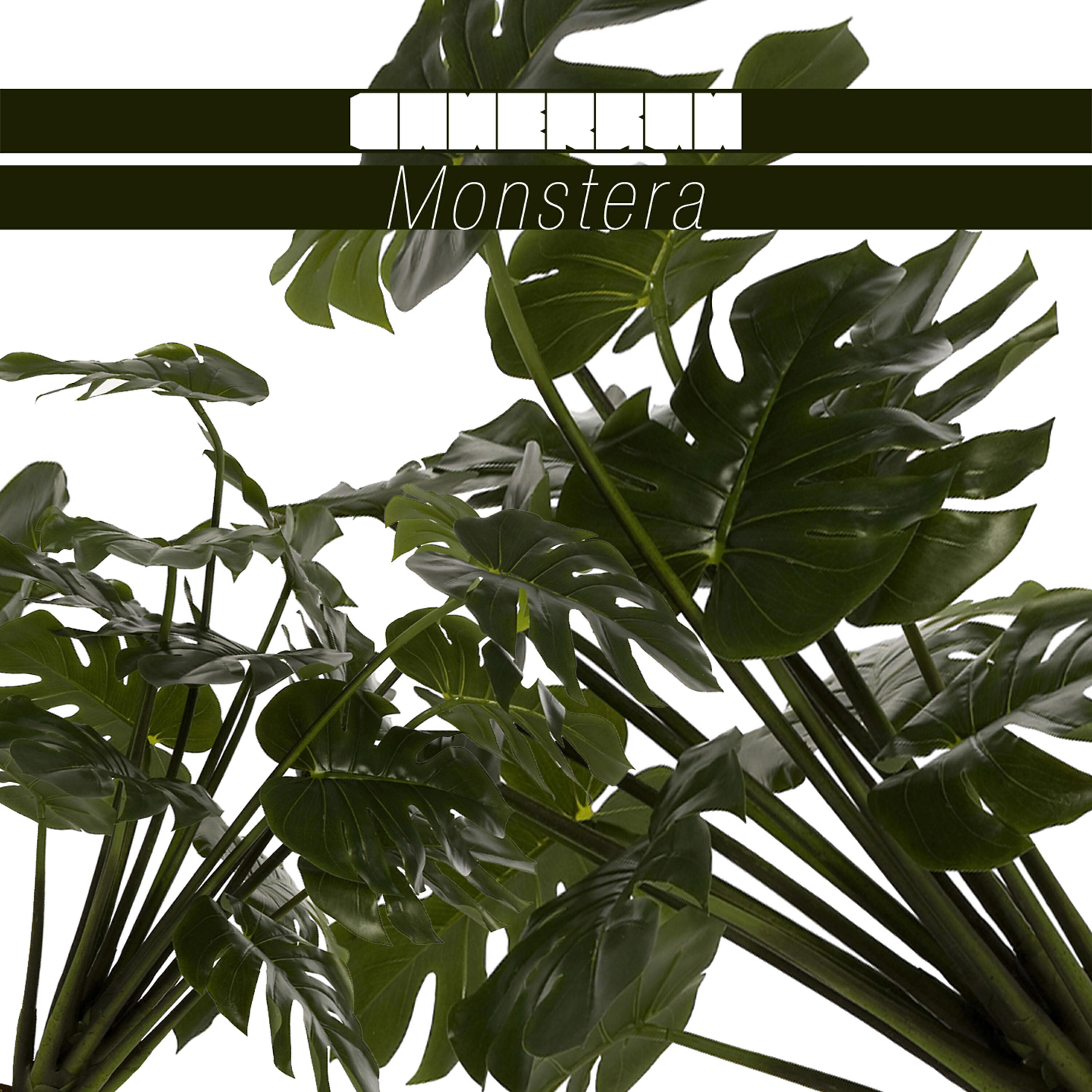 Релиз Monstera