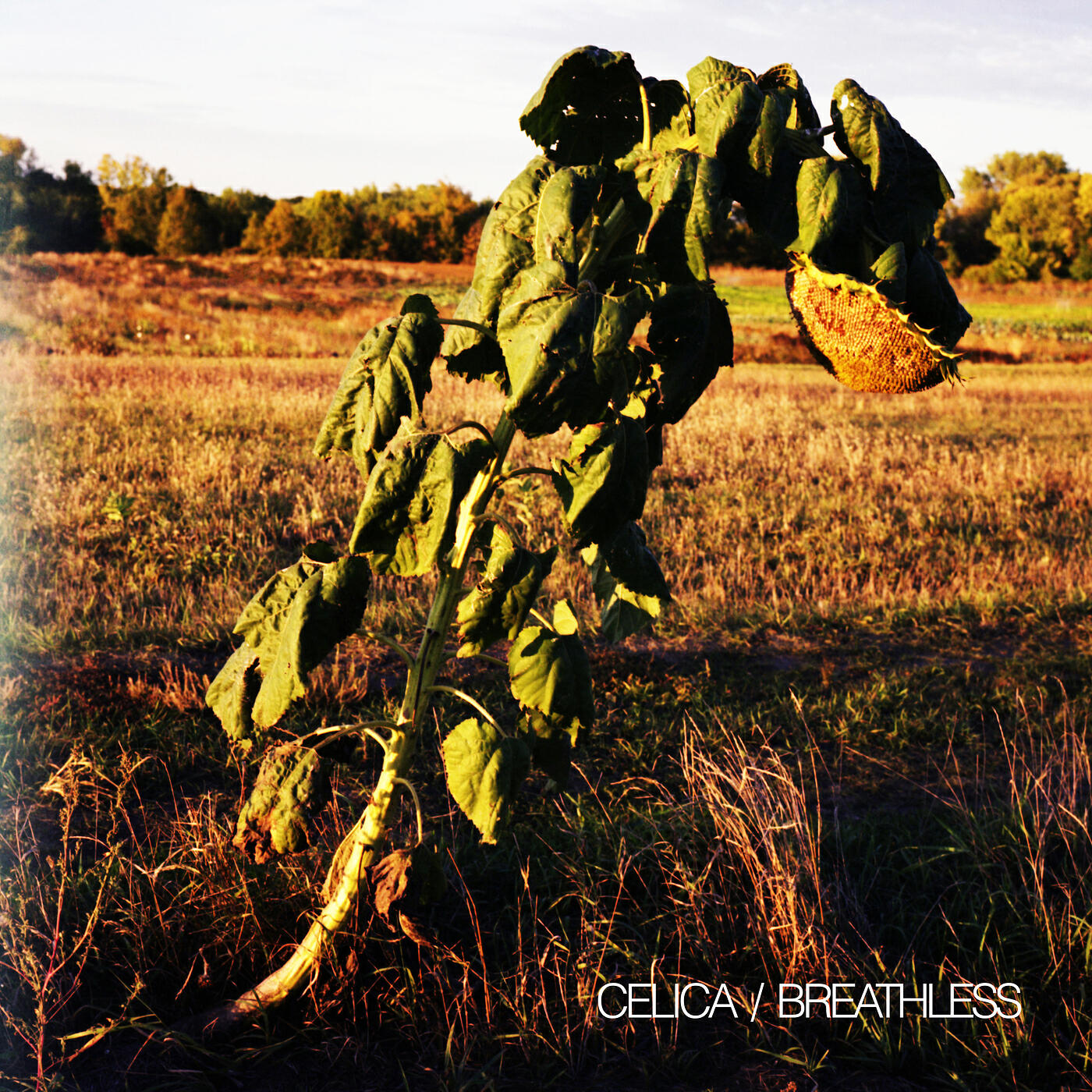 Релиз Breathless