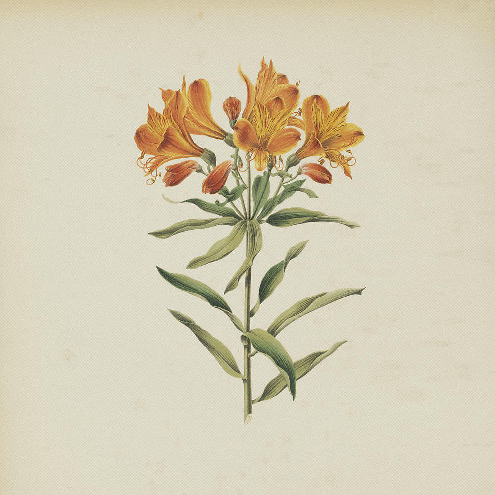 Релиз AMIGO "Alstroemeria Aurantiaca"