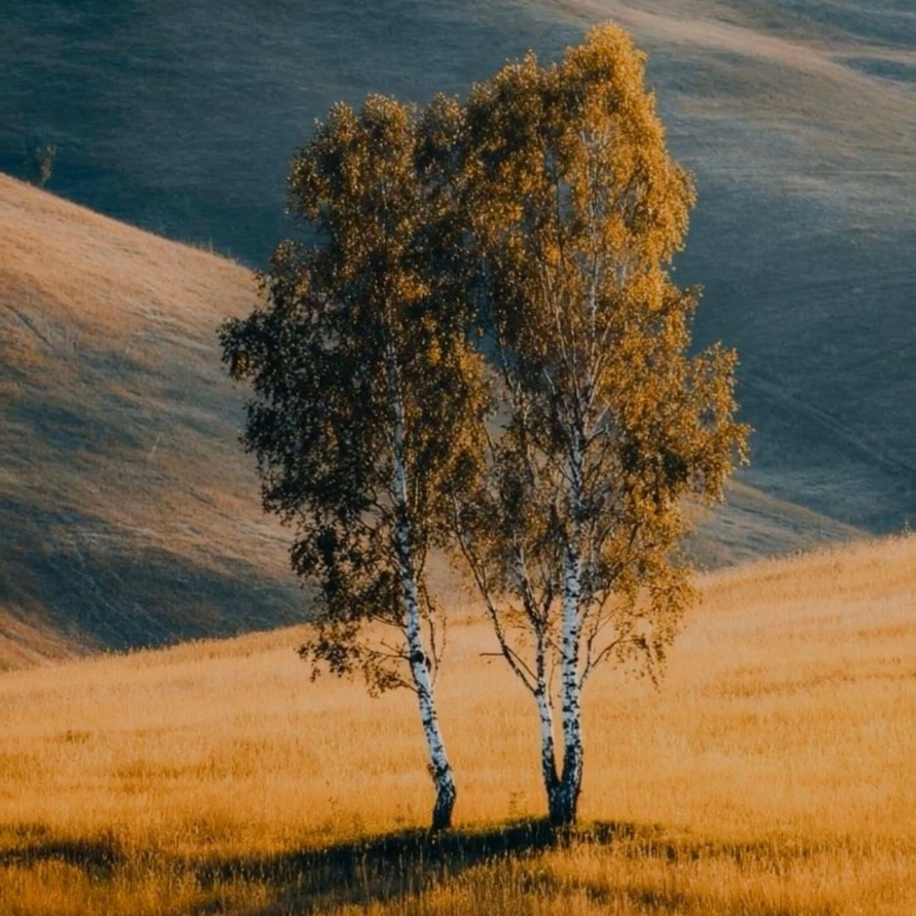 Релиз Родина