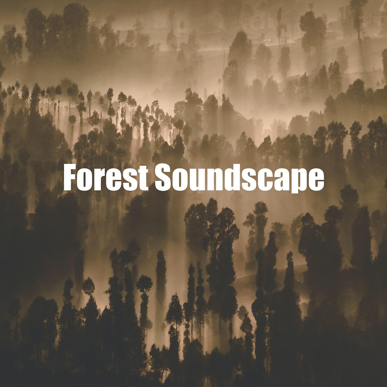 Релиз Forest Soundscape