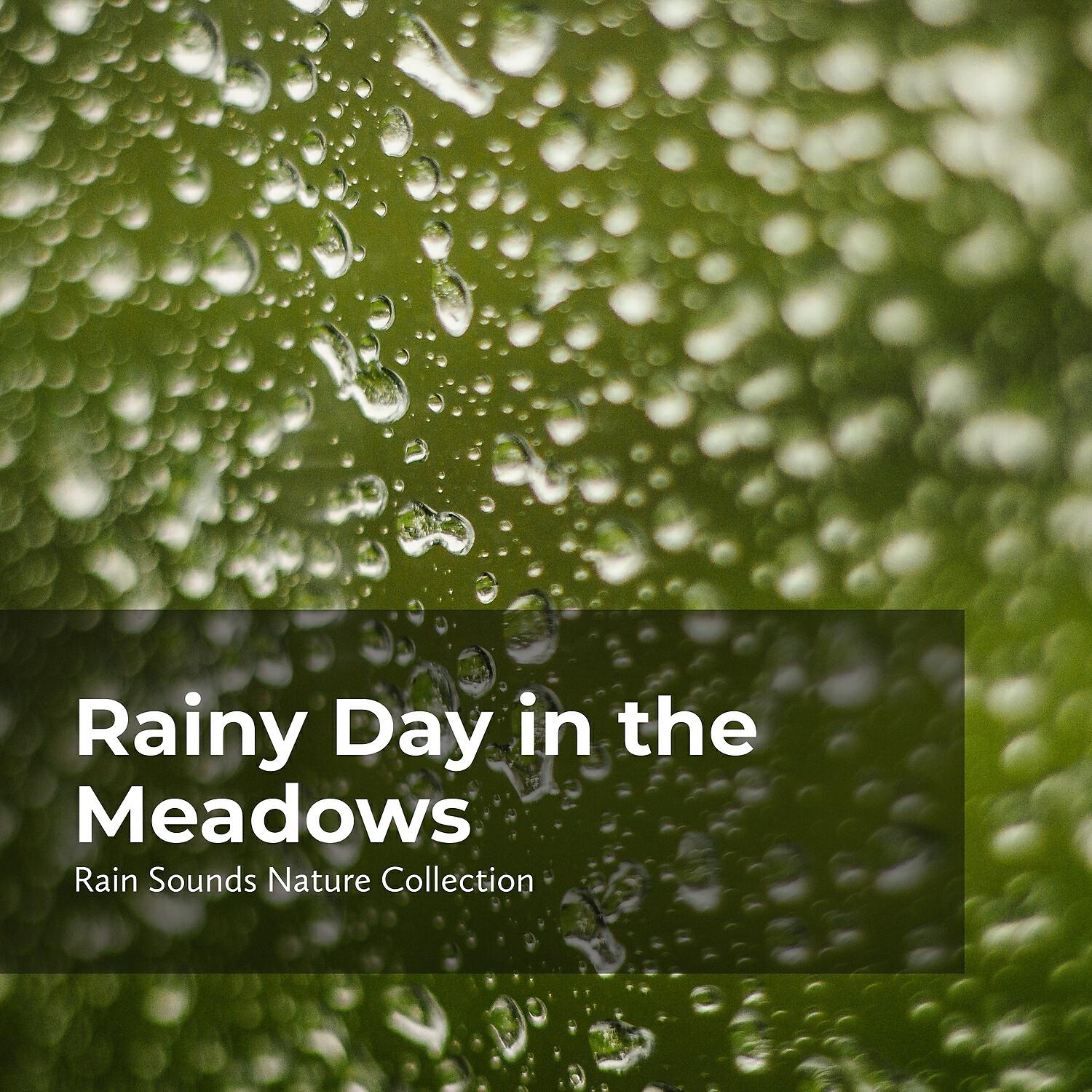 Релиз Rainy Day in the Meadows
