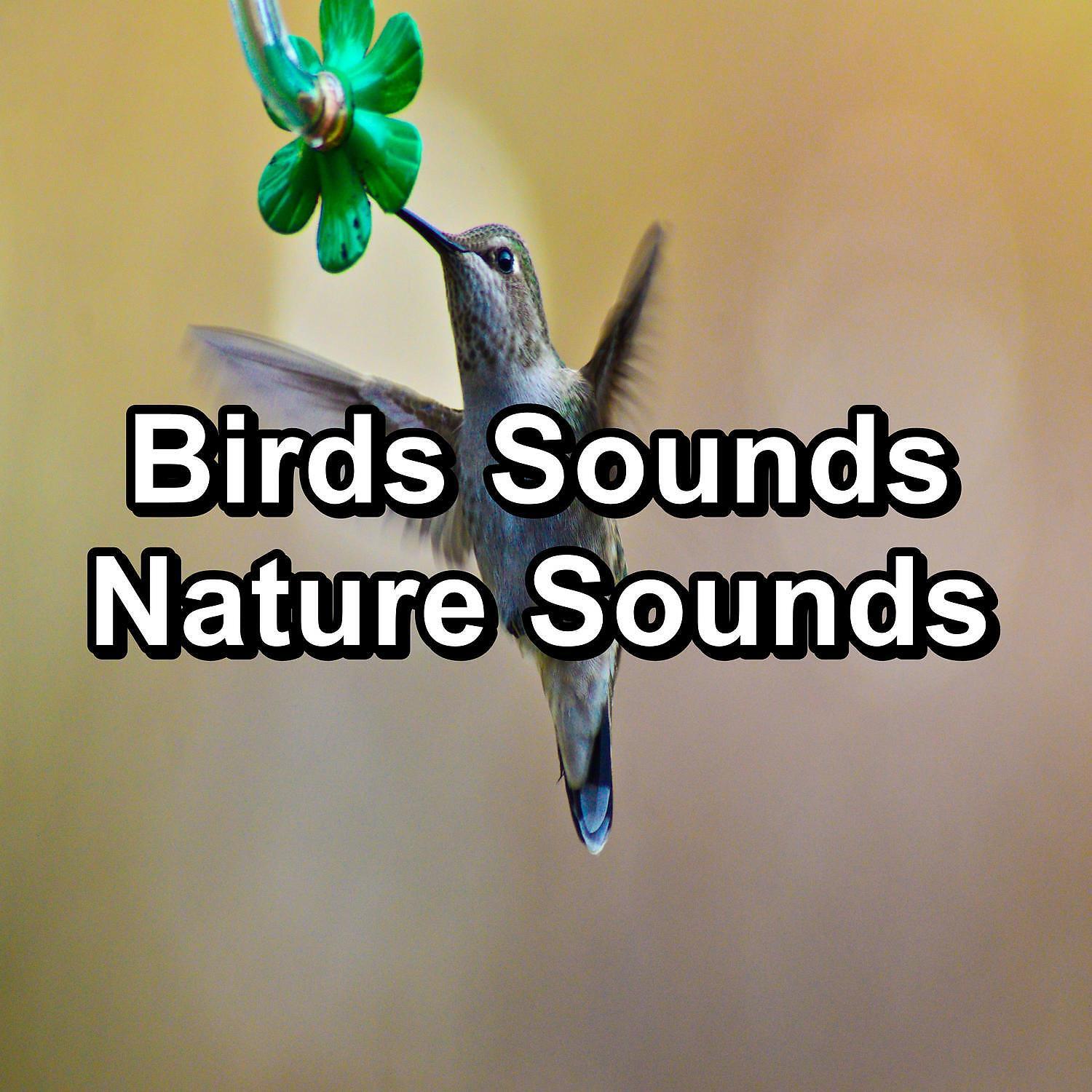 Релиз Birds Sounds Nature Sounds