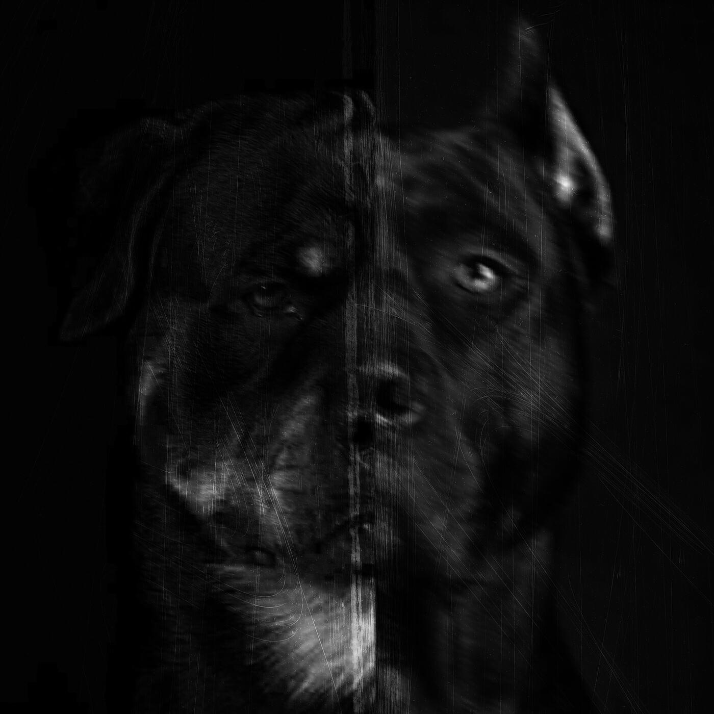 Релиз Pedigree