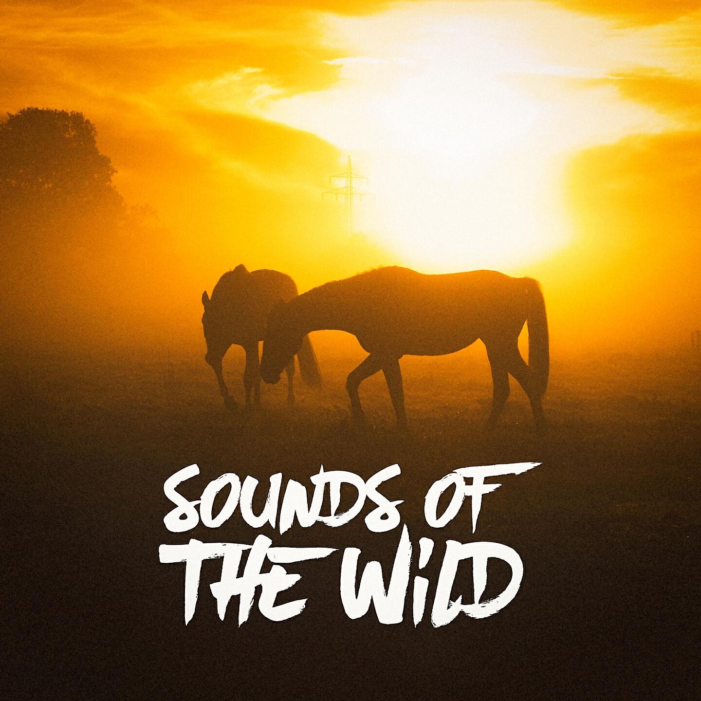Релиз Sounds of the Wild