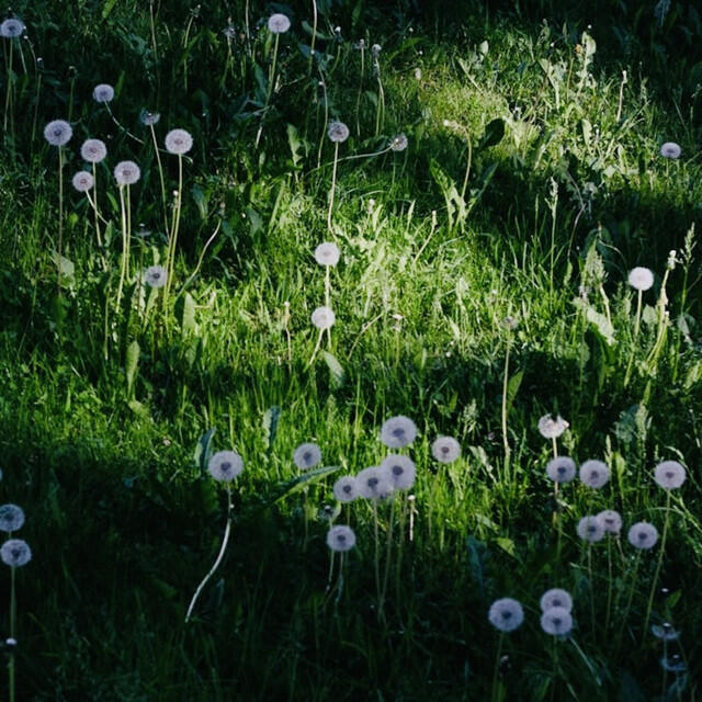 Постер альбома Dandelion