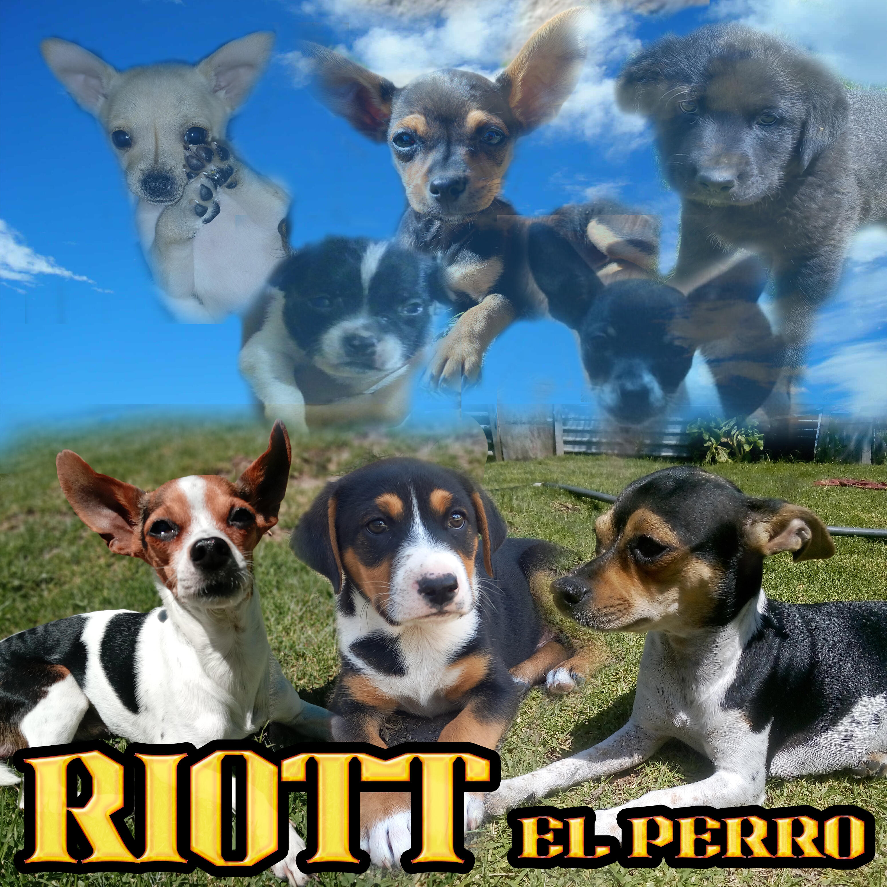Релиз El Perro