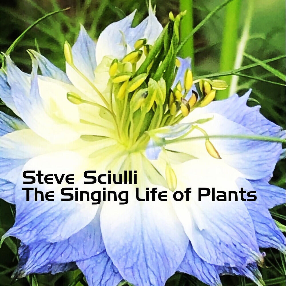 Steve Sciulli