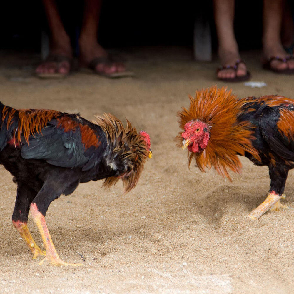 Релиз El gallero