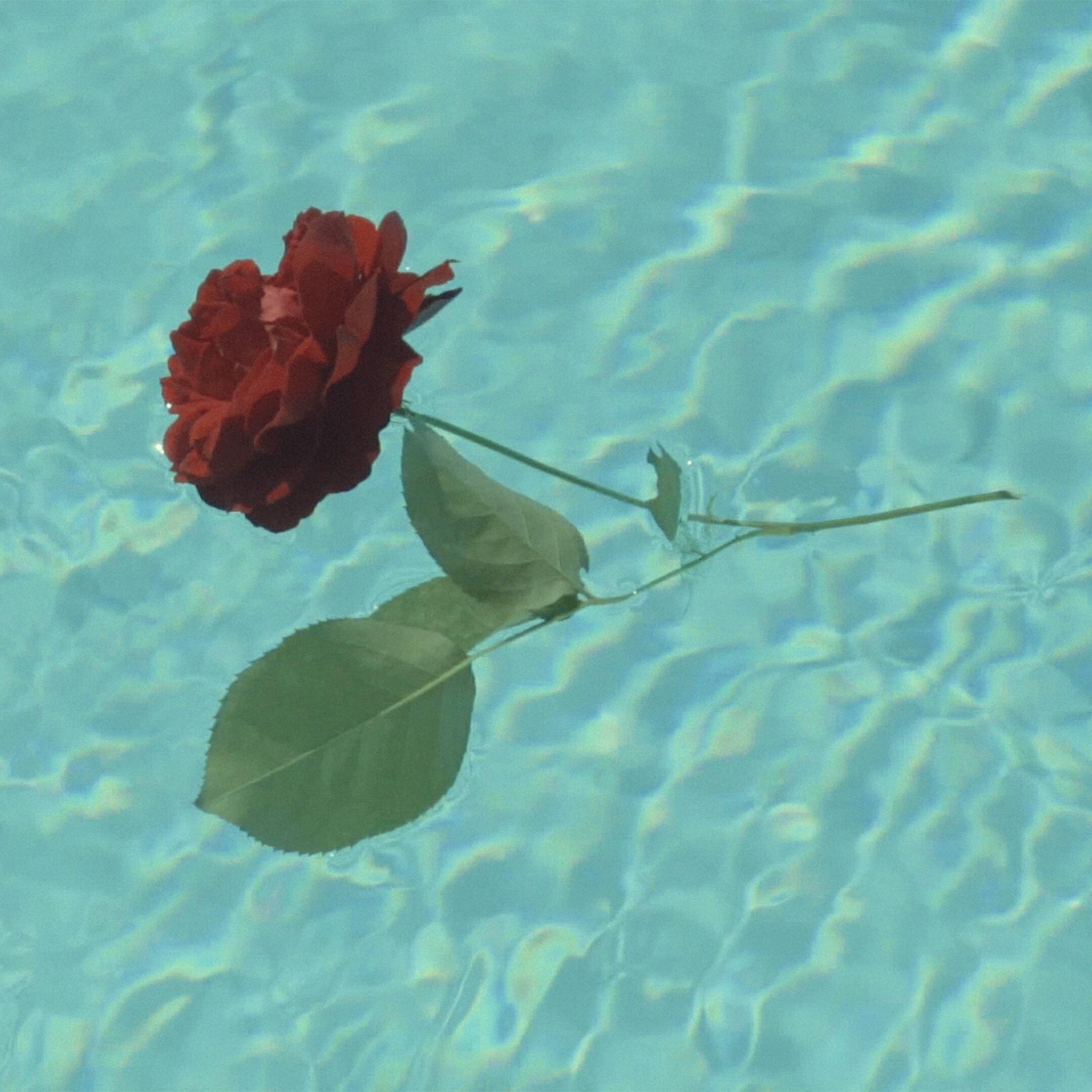 Постер альбома A Rose...