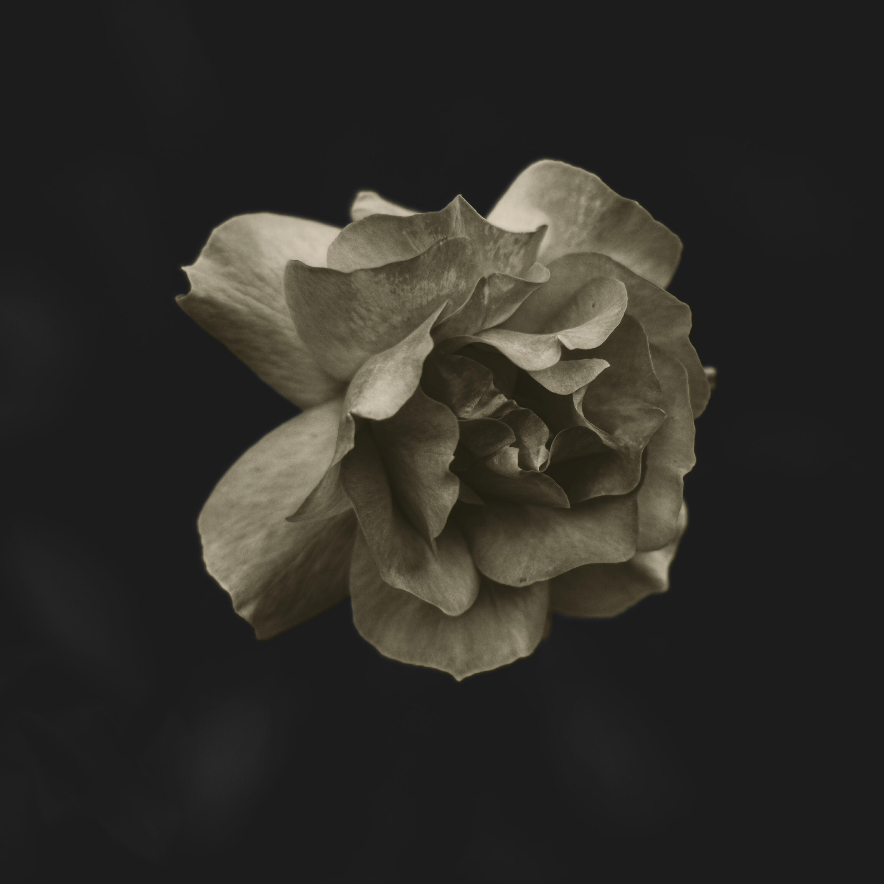 Релиз GLDMTH