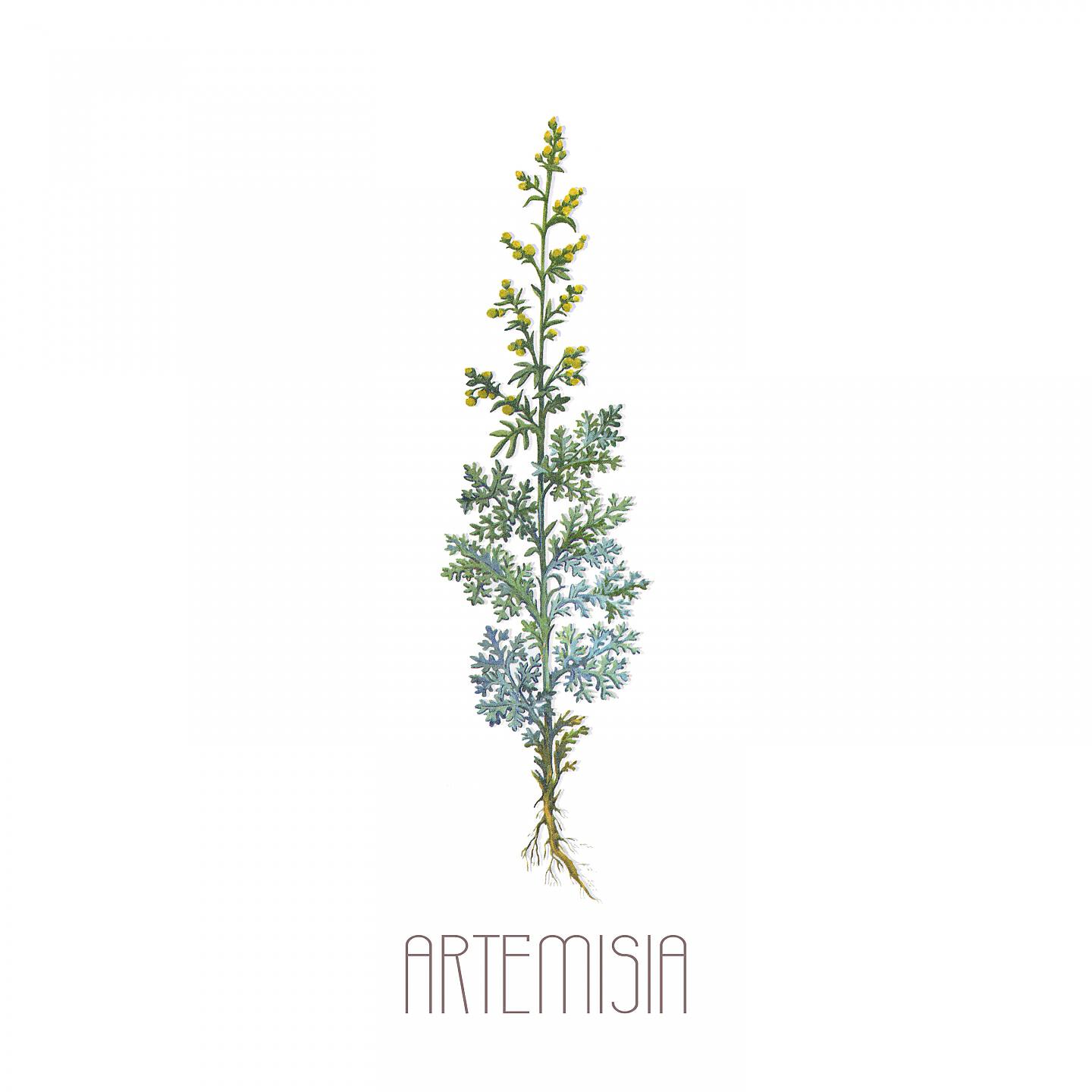 Релиз Artemisia