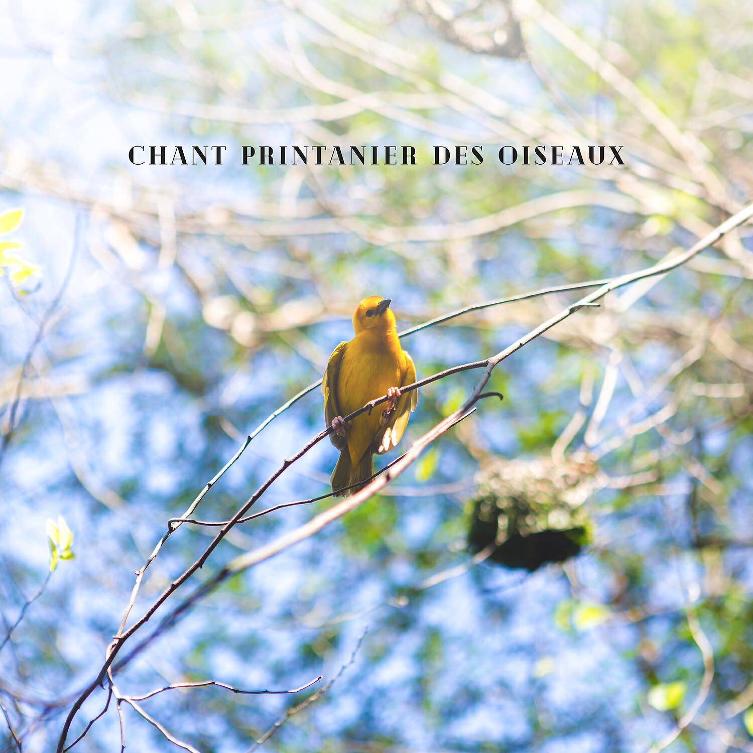 Релиз Chant printanier des oiseaux: Méditation naturelle et consolation