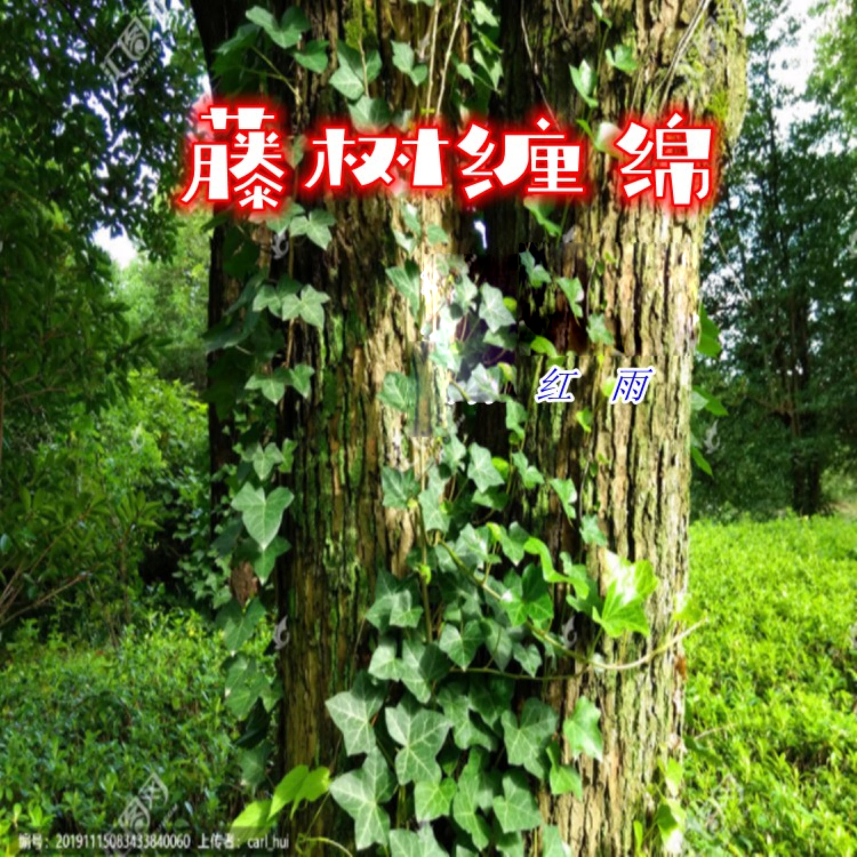 Релиз 藤树缠绵
