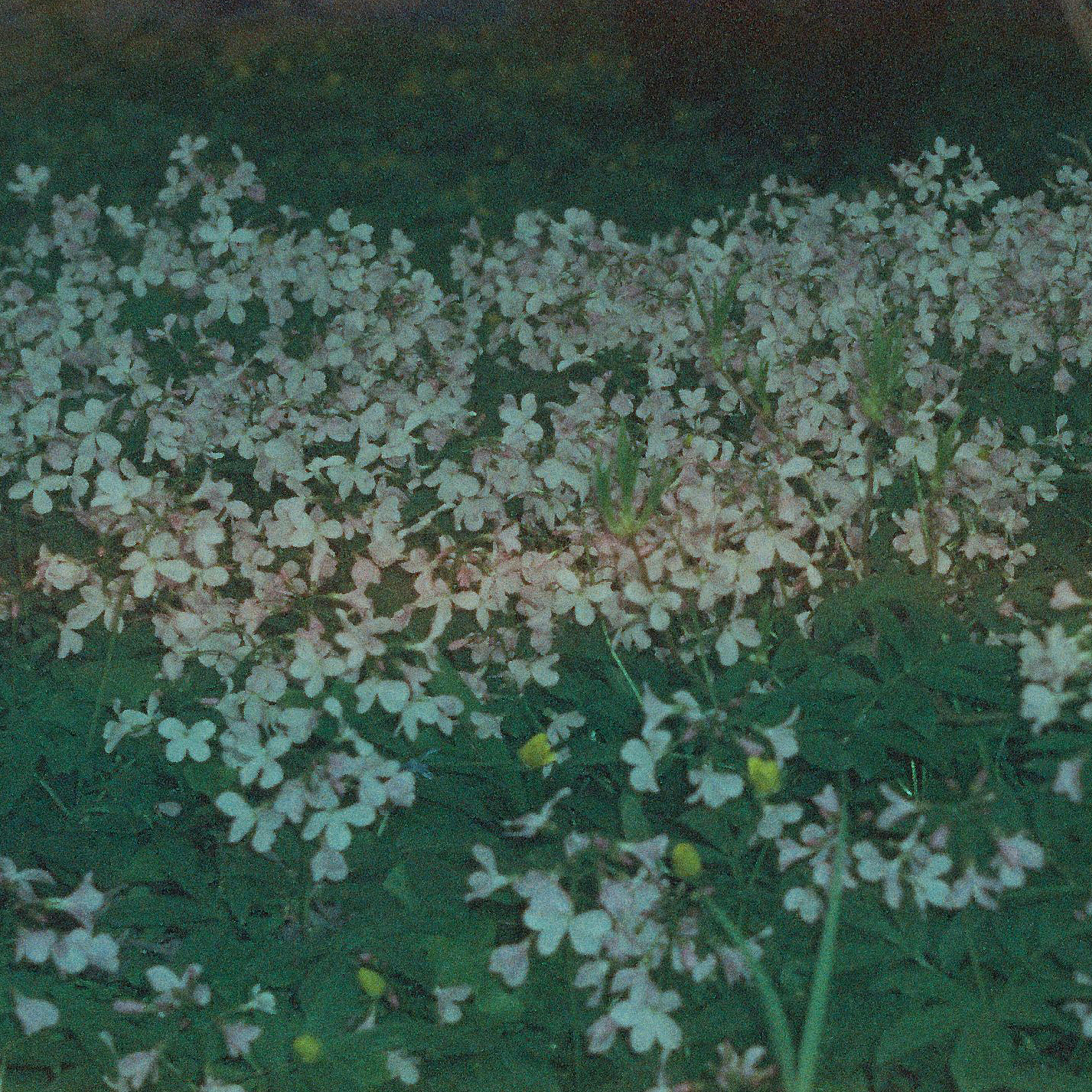 Незаметный инфантильный вид гигантских жуков бараньего рога