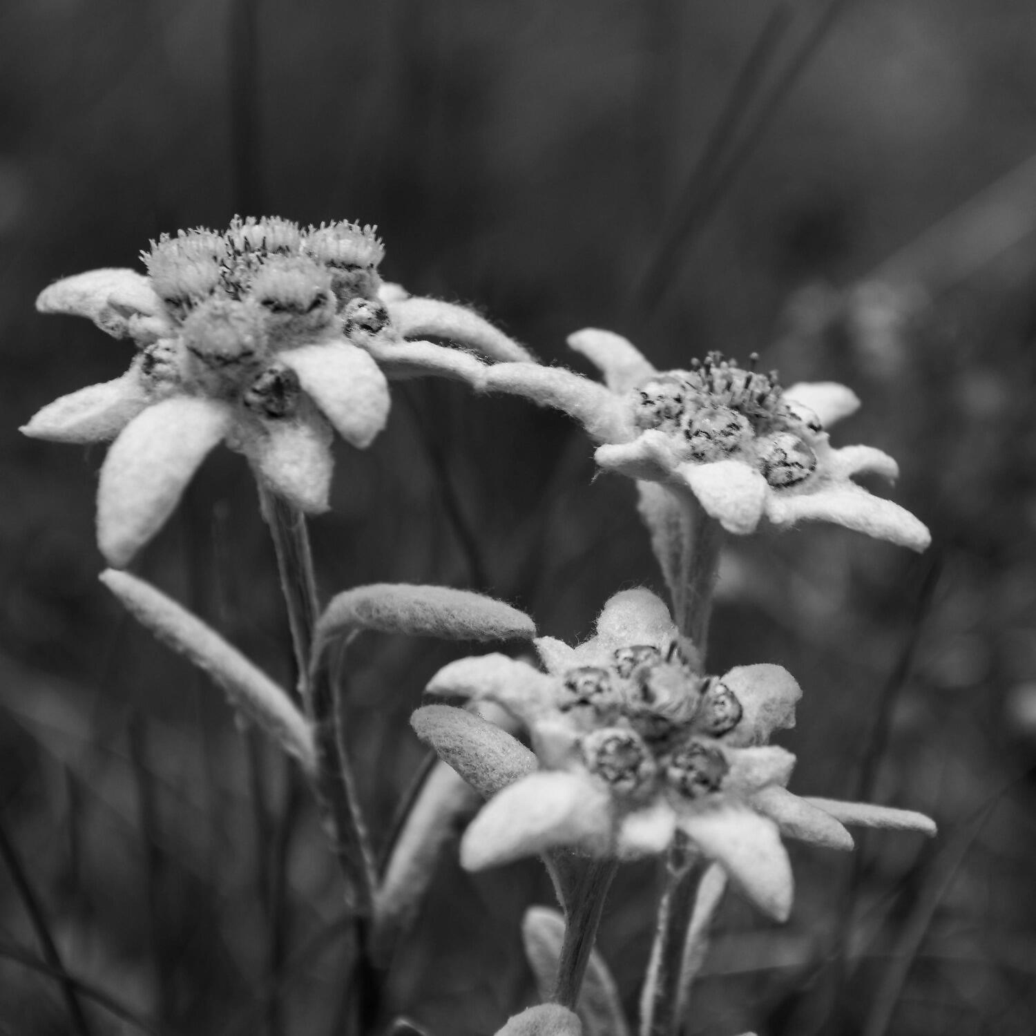 Релиз Edelweiss