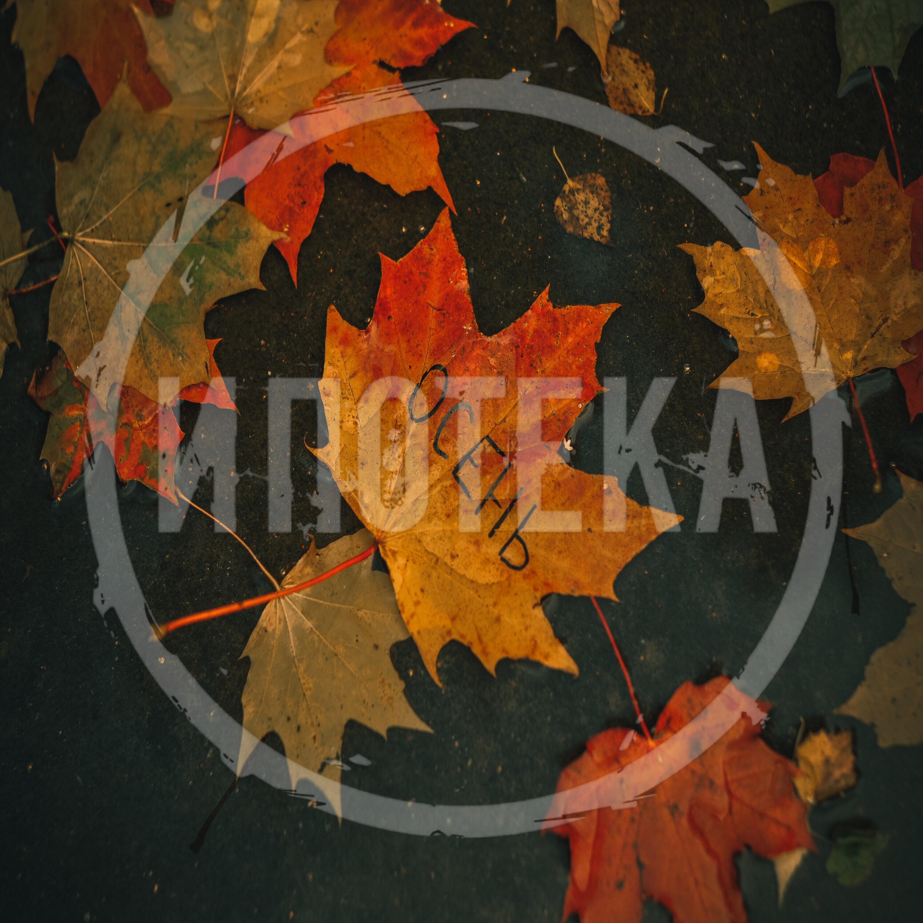 Релиз Осень