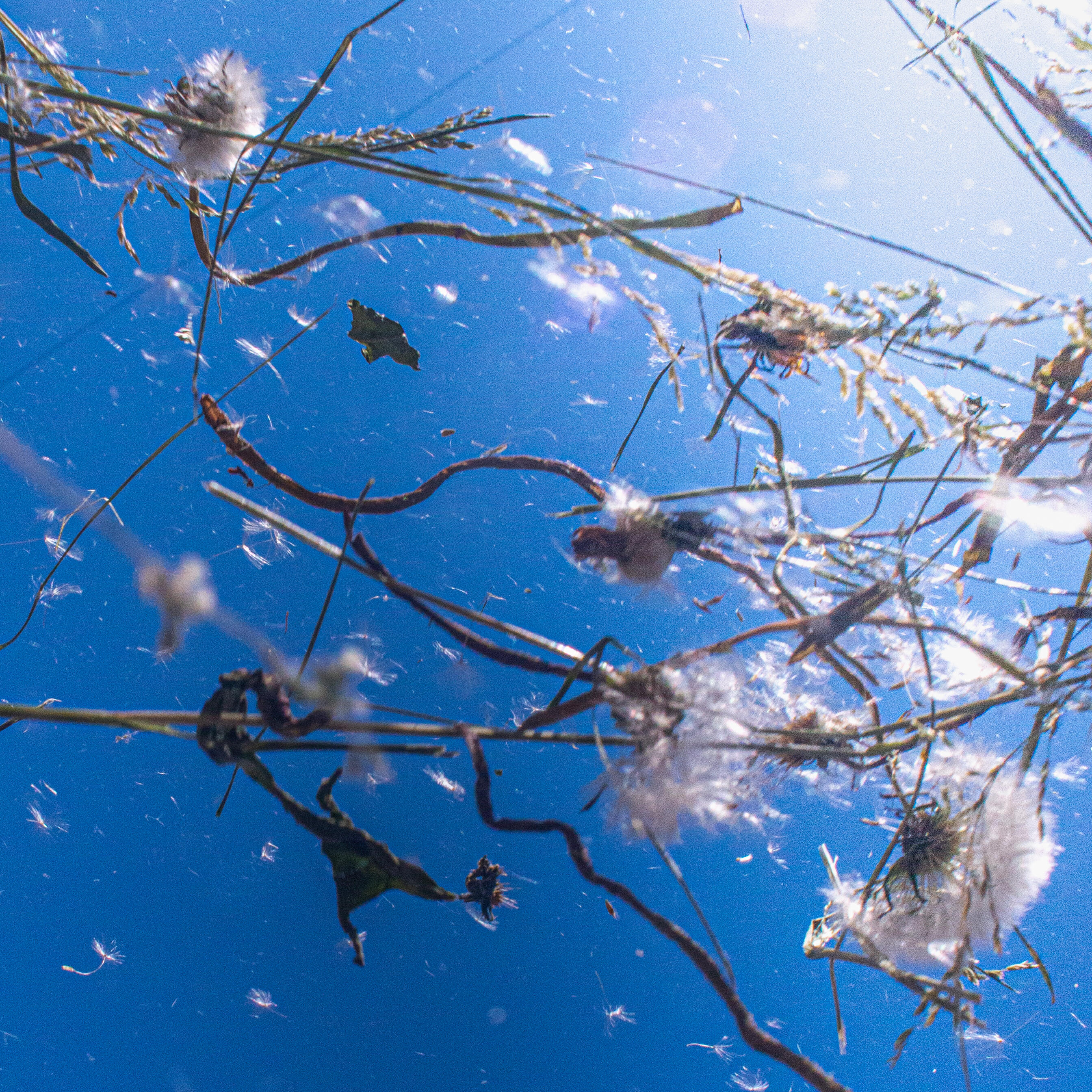 Релиз Тупые перья