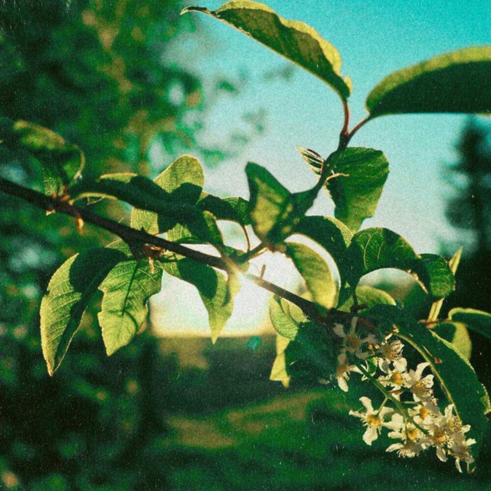 Релиз July '05