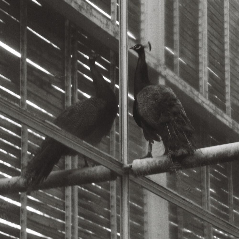 Релиз flightless bird